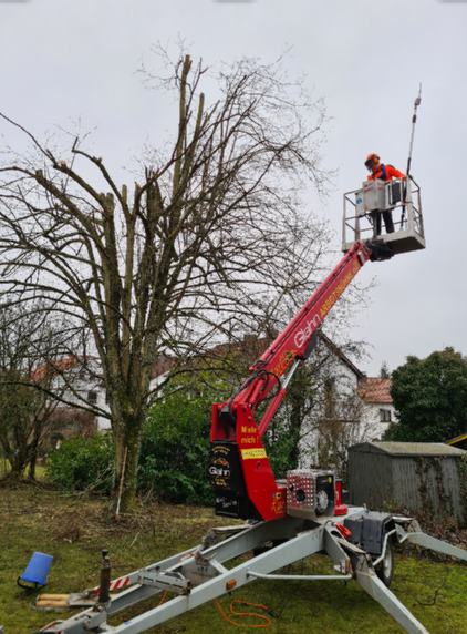 Arborist in einem hebebühnenähnlichen Korb schneidet Äste von einem großen, kahl gewordenen Baum in einem Garten. Im Hintergrund sind Häuser und andere Bäume sichtbar.