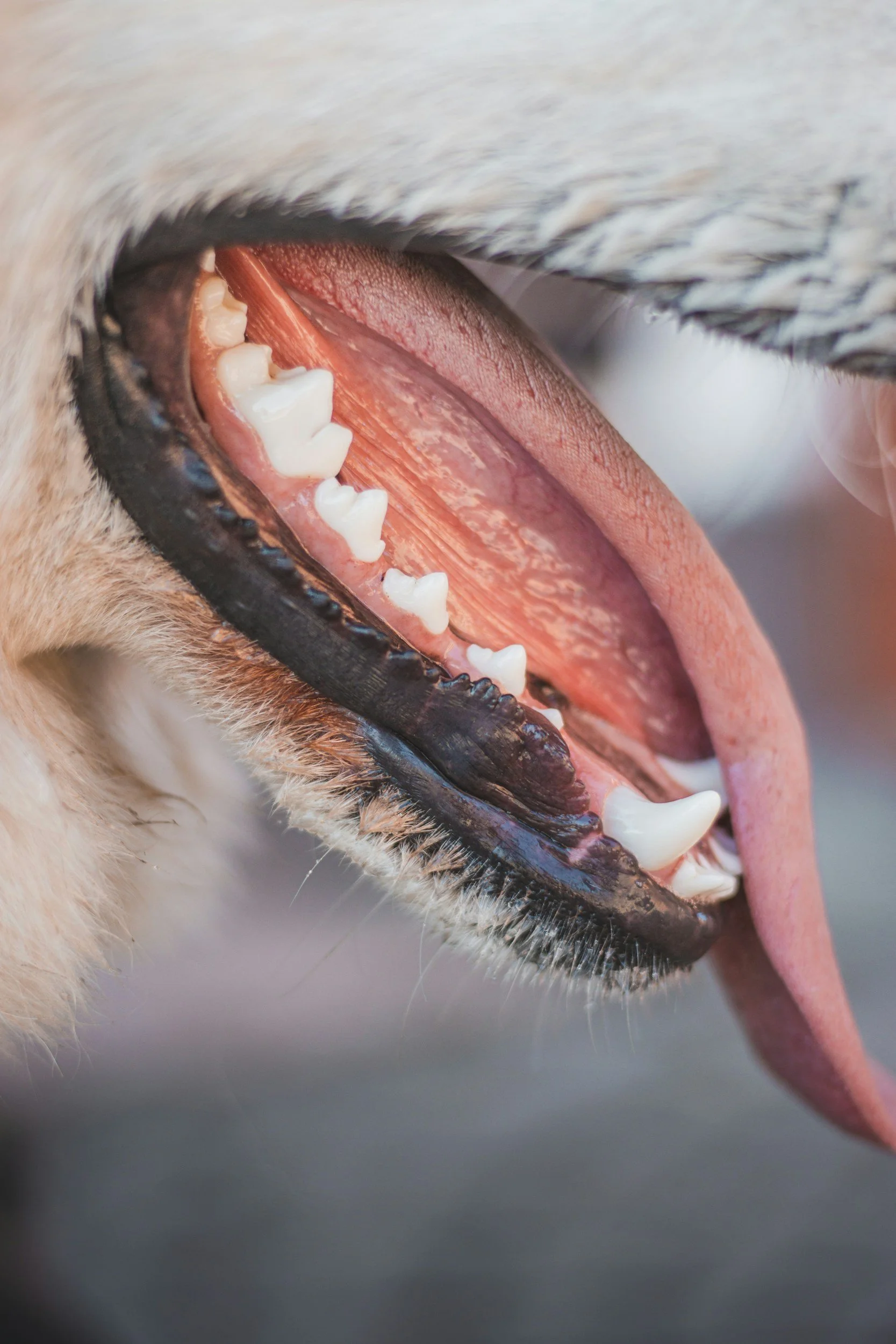 dog with good dental health