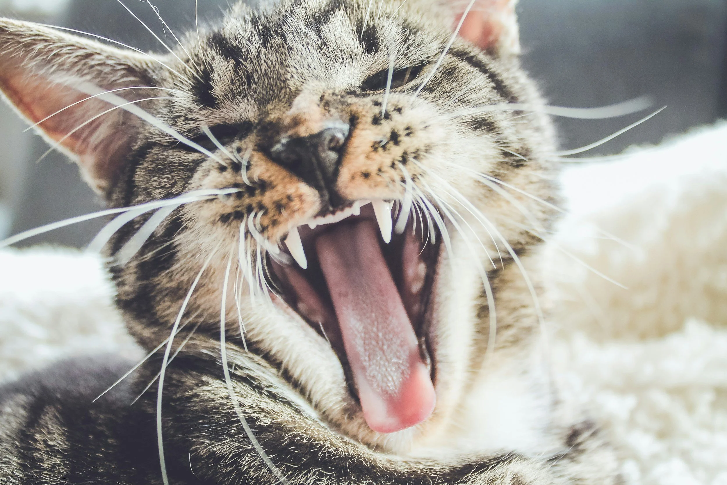 cat with good dental health