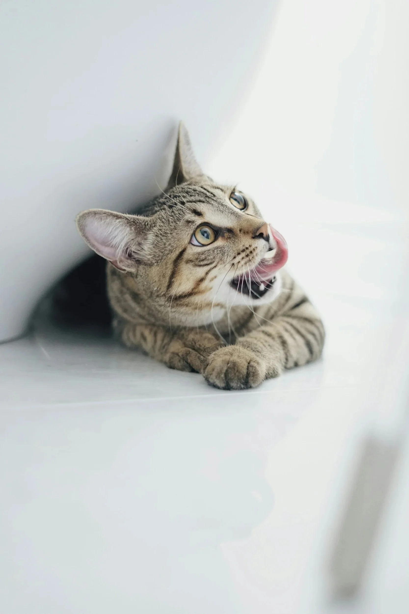 photo showing a cat licking its lips