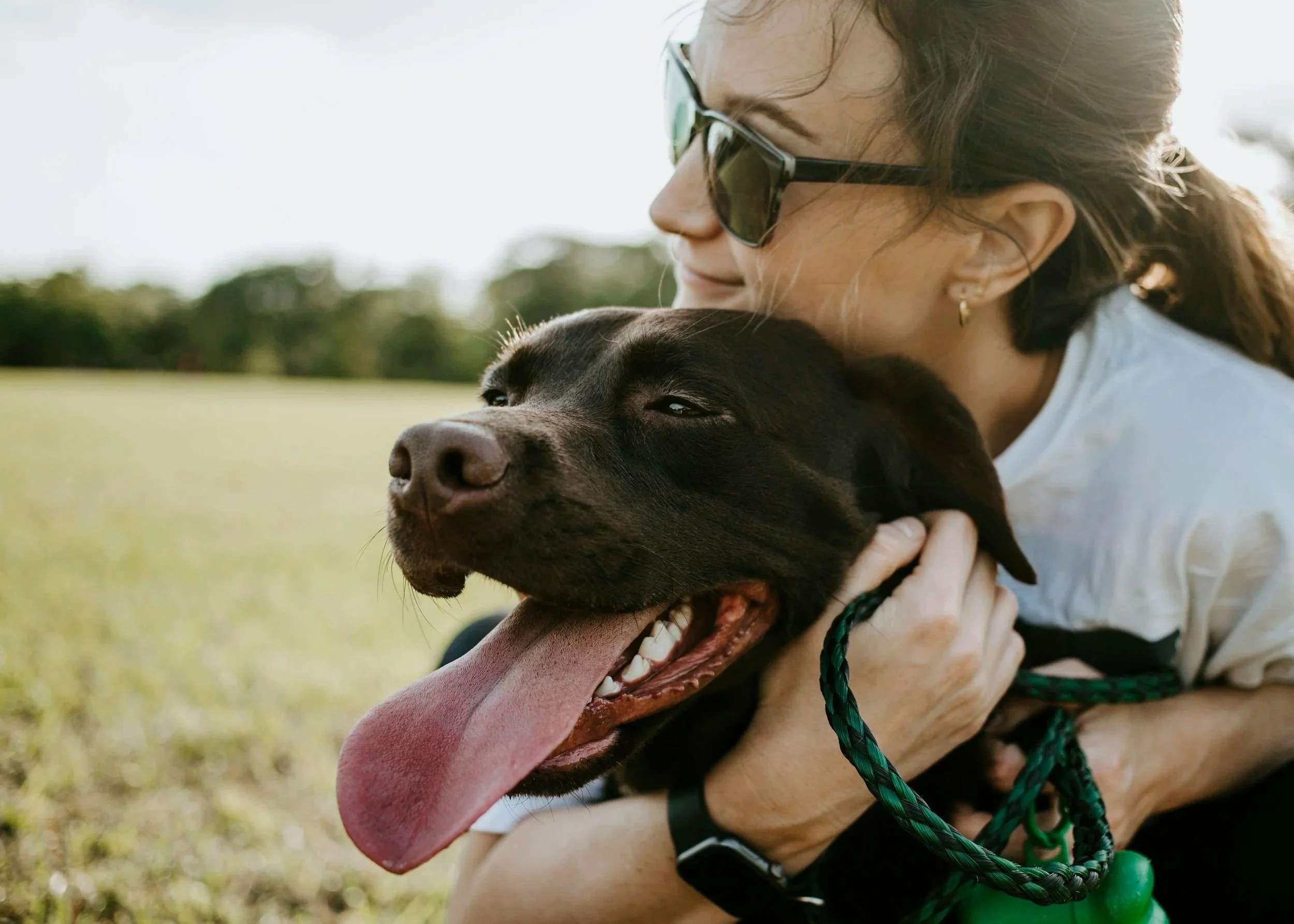 labrador with clean teeth