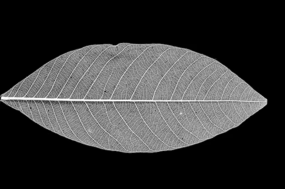 A black and white, close up image of a bare, lace-like skeletonized leaf (Folha Esqueletizada). Its intricate, textured vein structure offers resistance to the smooth surfaces of digital consumption, embodying the Fragility Mandate.