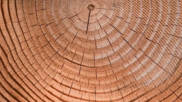 A close-up of tree growth rings, conceptually representing the 'Living Codex' software and its philosophy of digital permanence, longevity, and trustworthiness.
