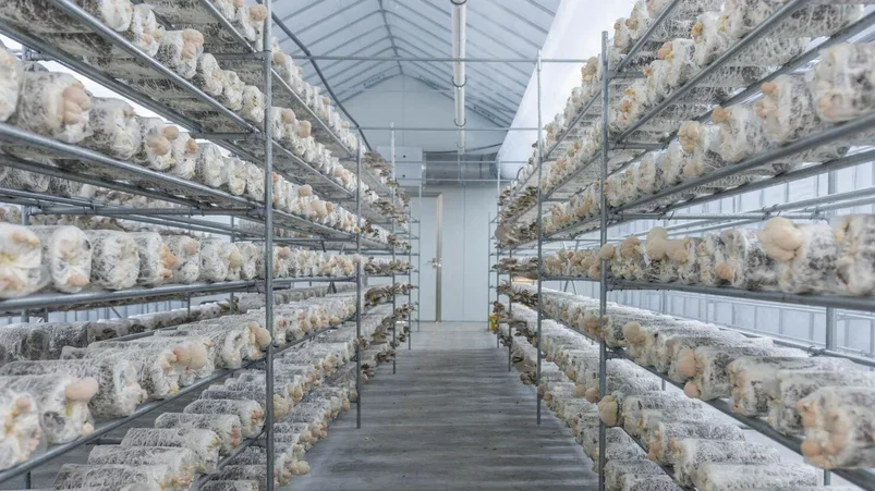 Long industrial metal shelving units in a sterile, white-walled laboratory facility holding rows of plastic-wrapped mycelium growth substrates.