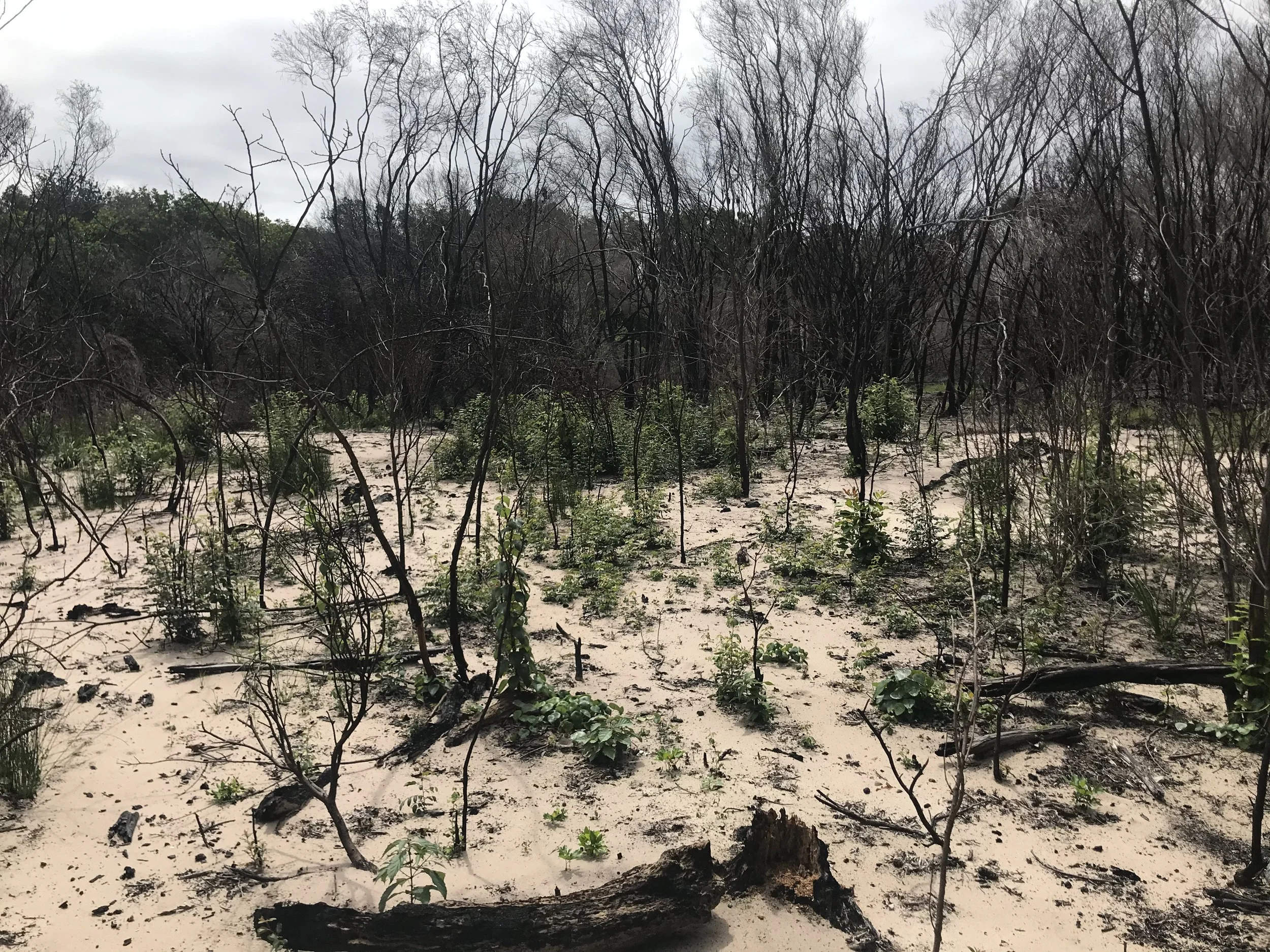 Restoration Works in Coastal Heath following Wildfire