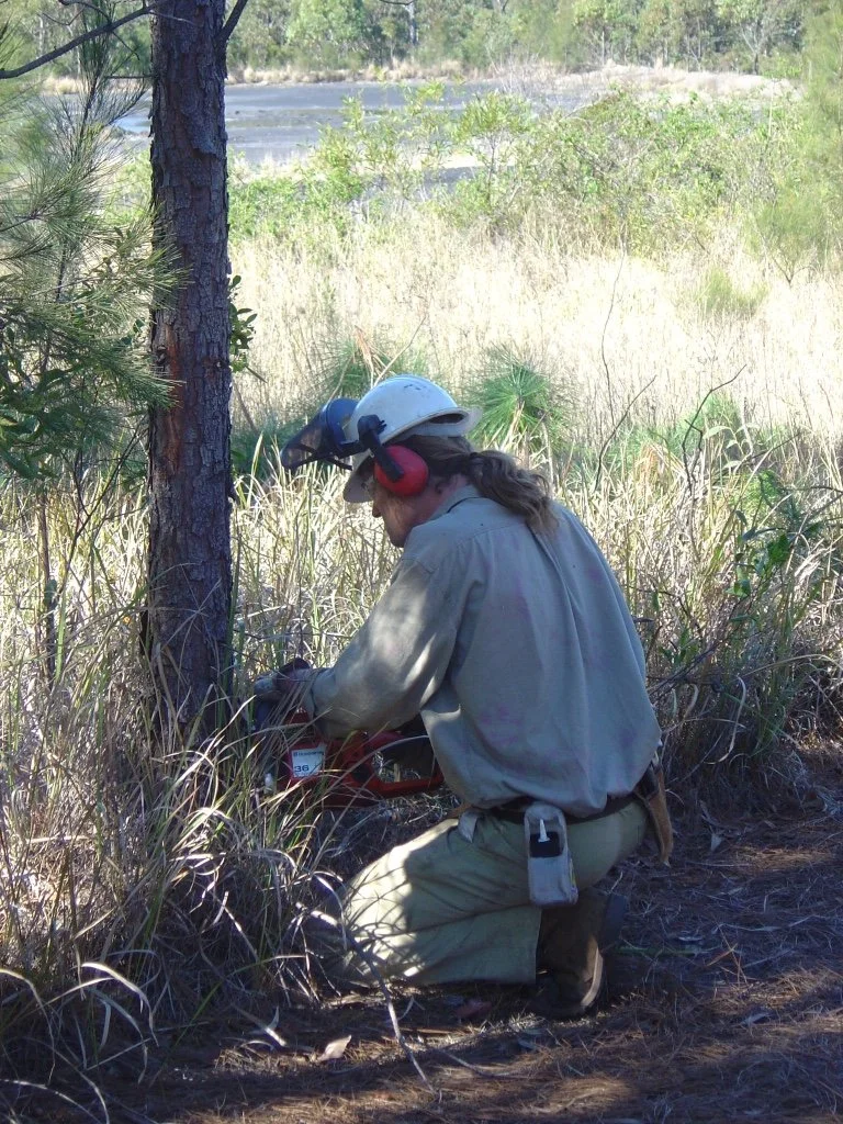 Exotic tree removal