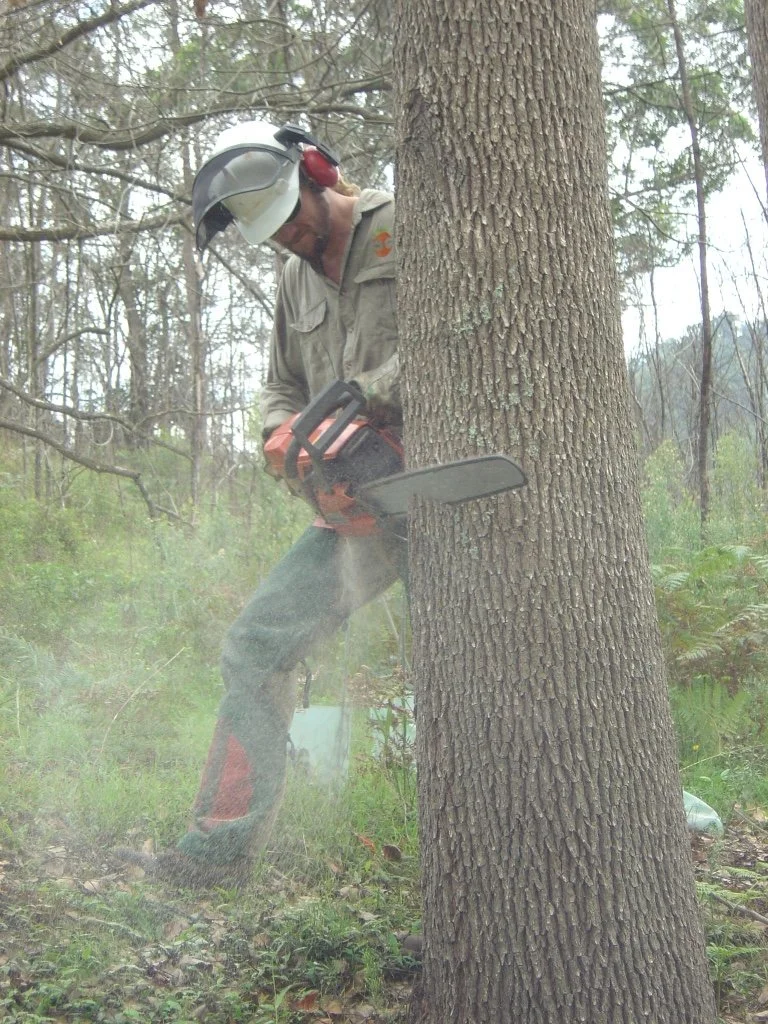 Exotic Tree Felling