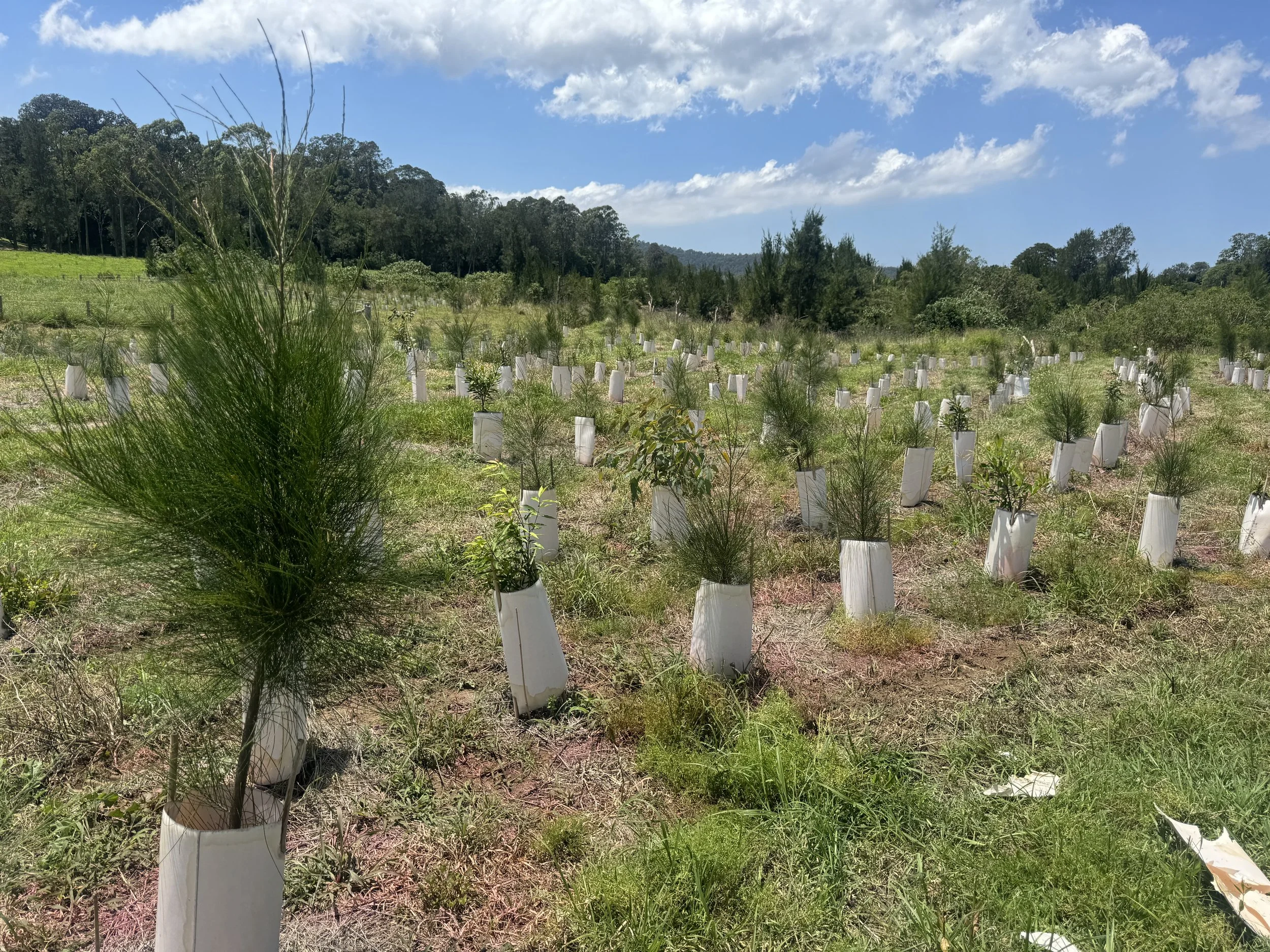 Planting Maintenance to Maximise Growth Rates