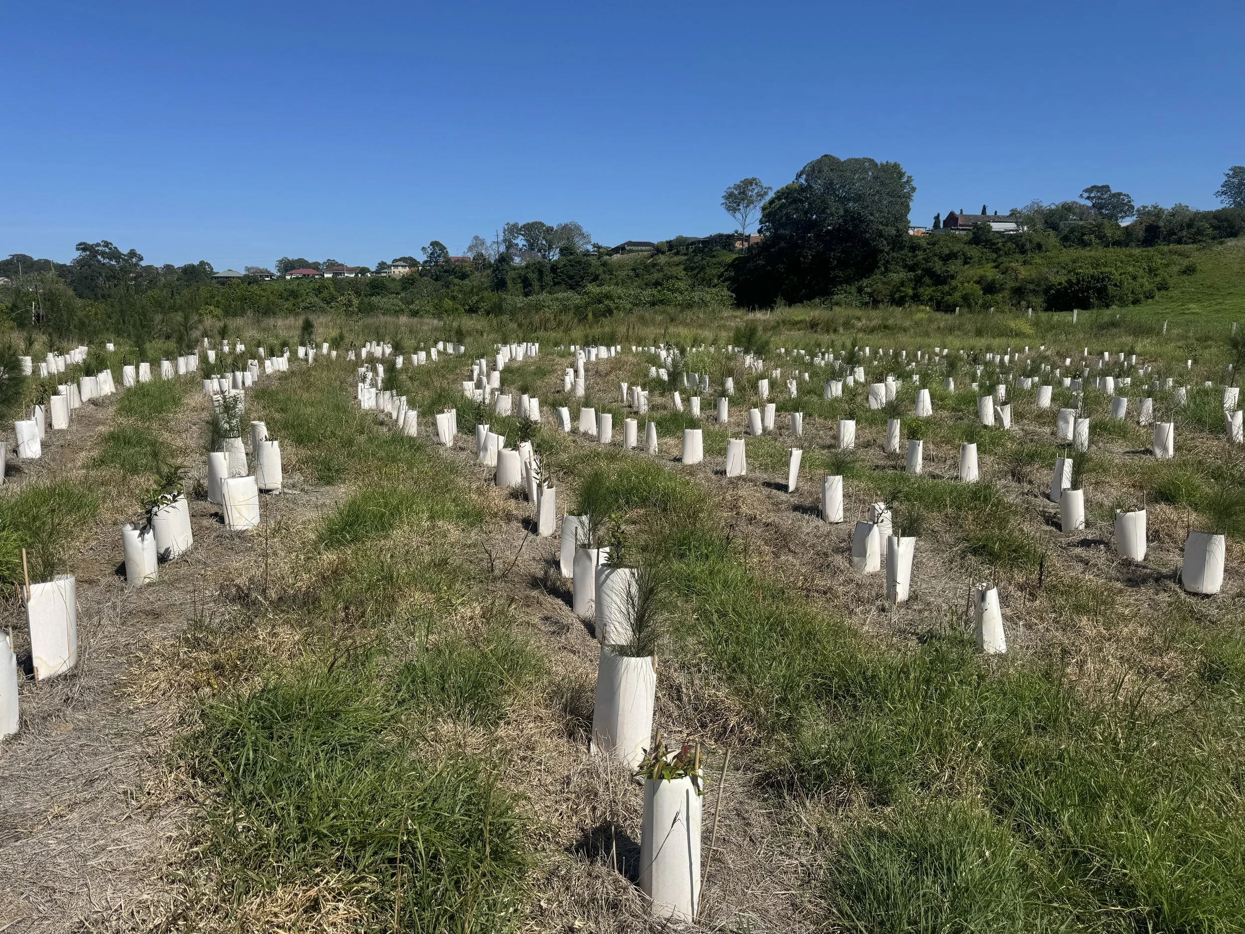 Large Scale Tree Planting