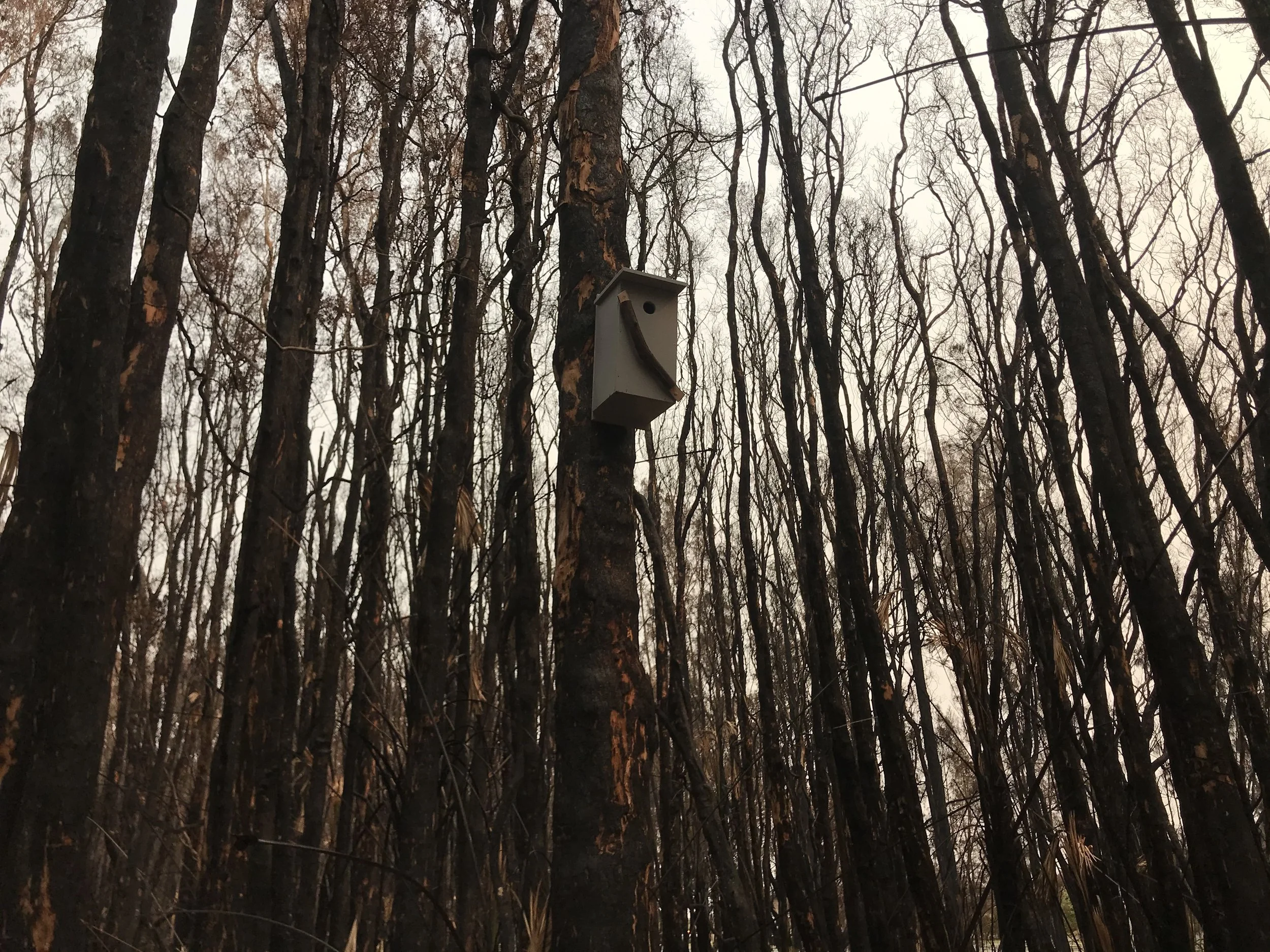 Nest Box Installation
