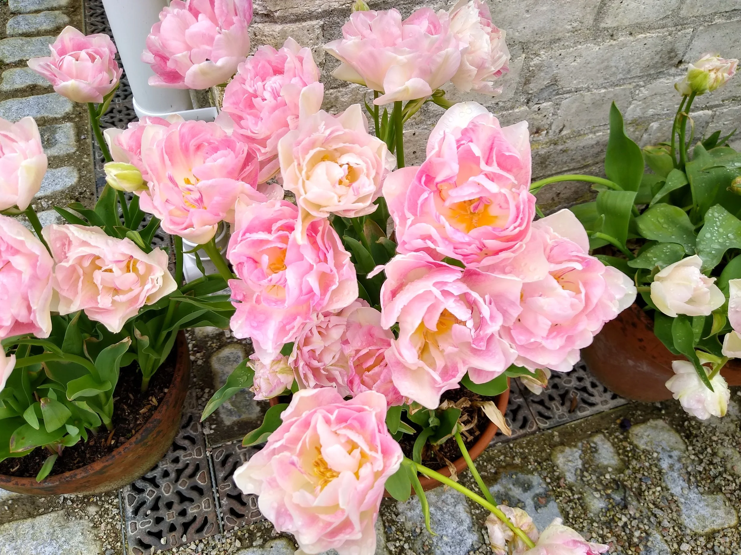 Cluster of pink and cream roses with green leaves in pots on a stone patio.