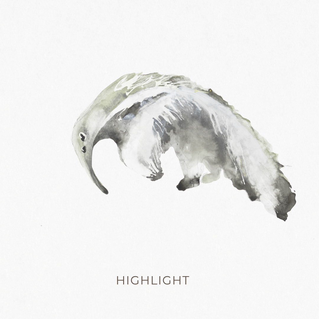 highlight