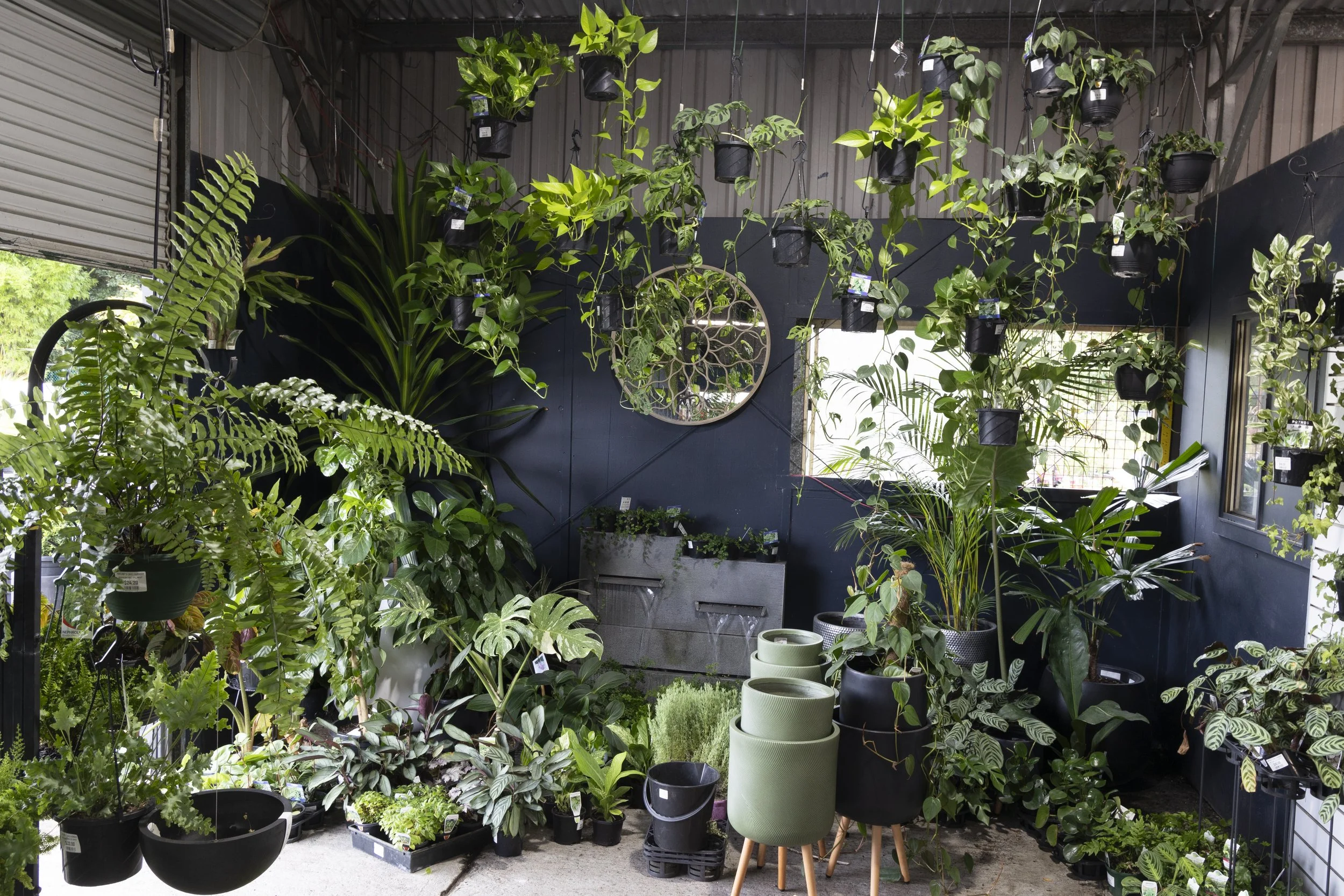 Indoor plant shop in Nature's Care Nursery, filled with assorted potted greens, hanging planters and natural‑light windows.