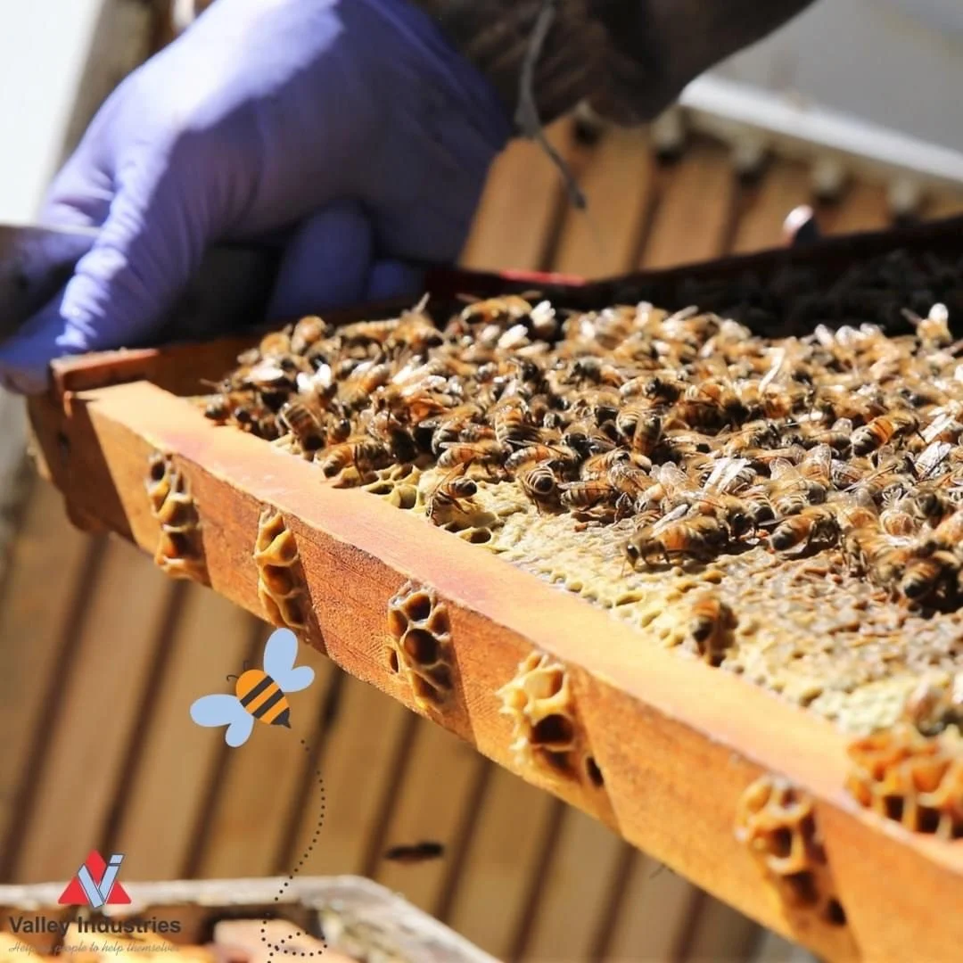 A person inspecting a honeycomb frame filled with bees in a beekeeping hive.