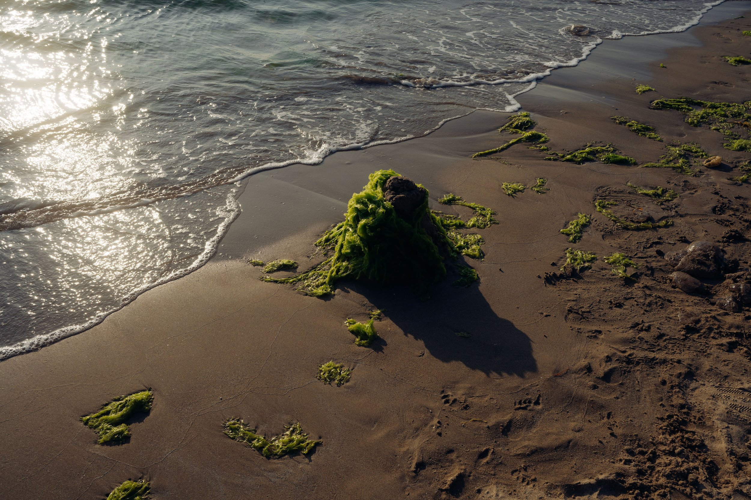 DSC09883-ARW_DxO_DeepPRIMEXD.jpg