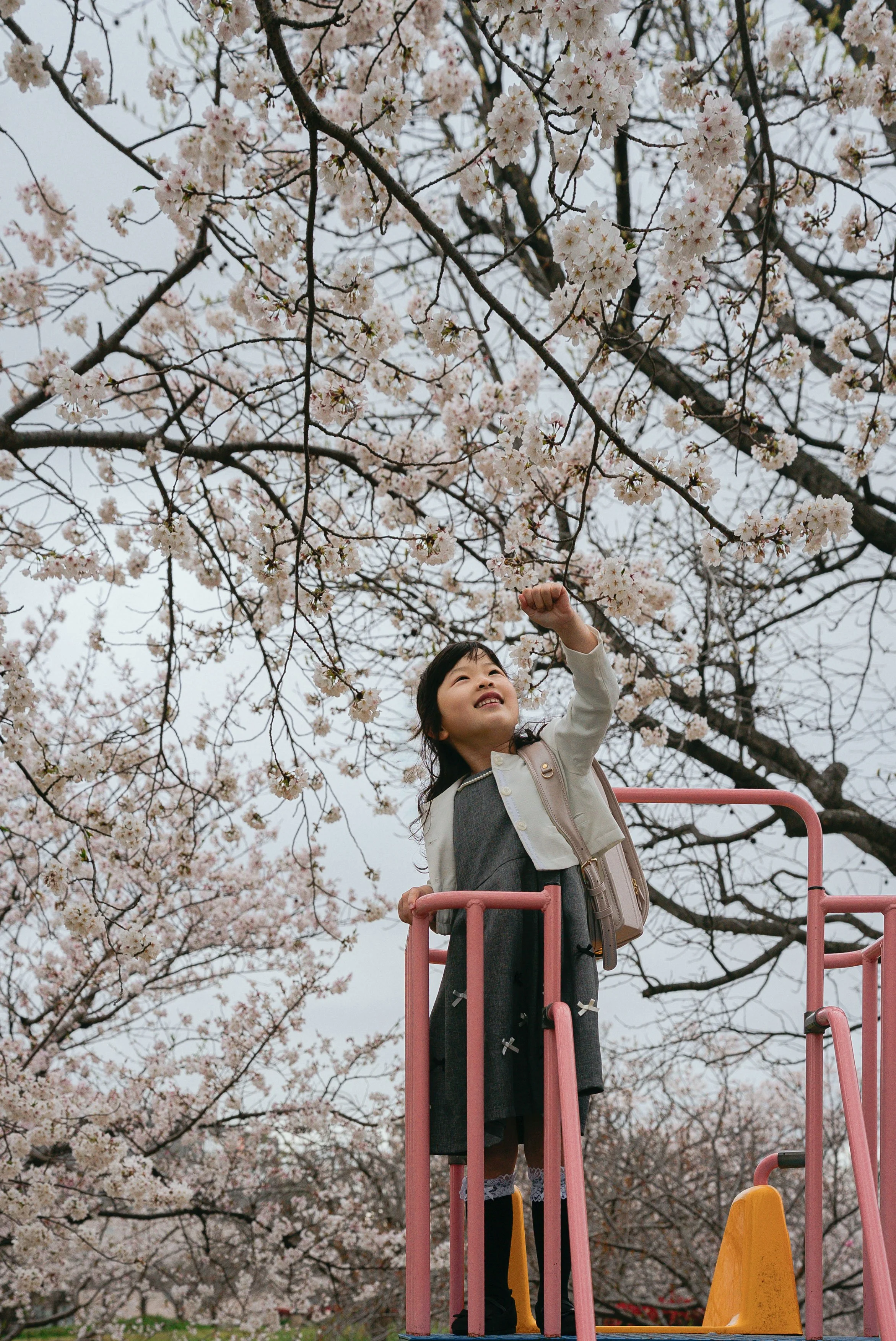nyugaku-sakura-fukutsu-honda-02.jpg