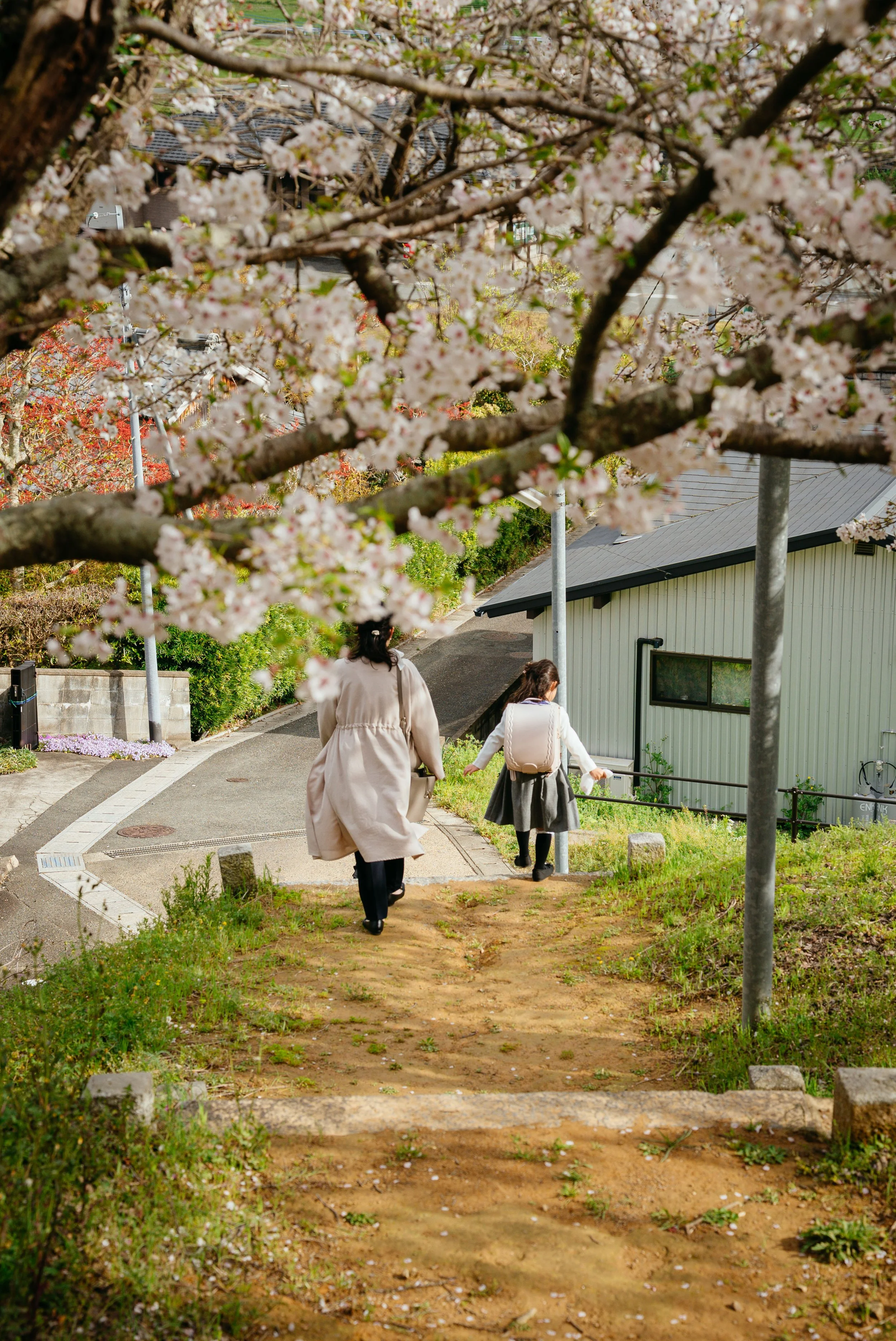 nyugaku-sakura-munakata-honda-03.jpg