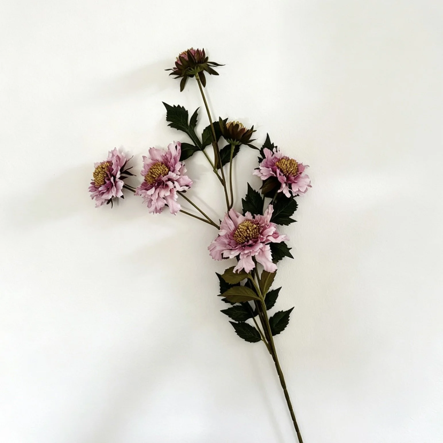 image00006.jpeg