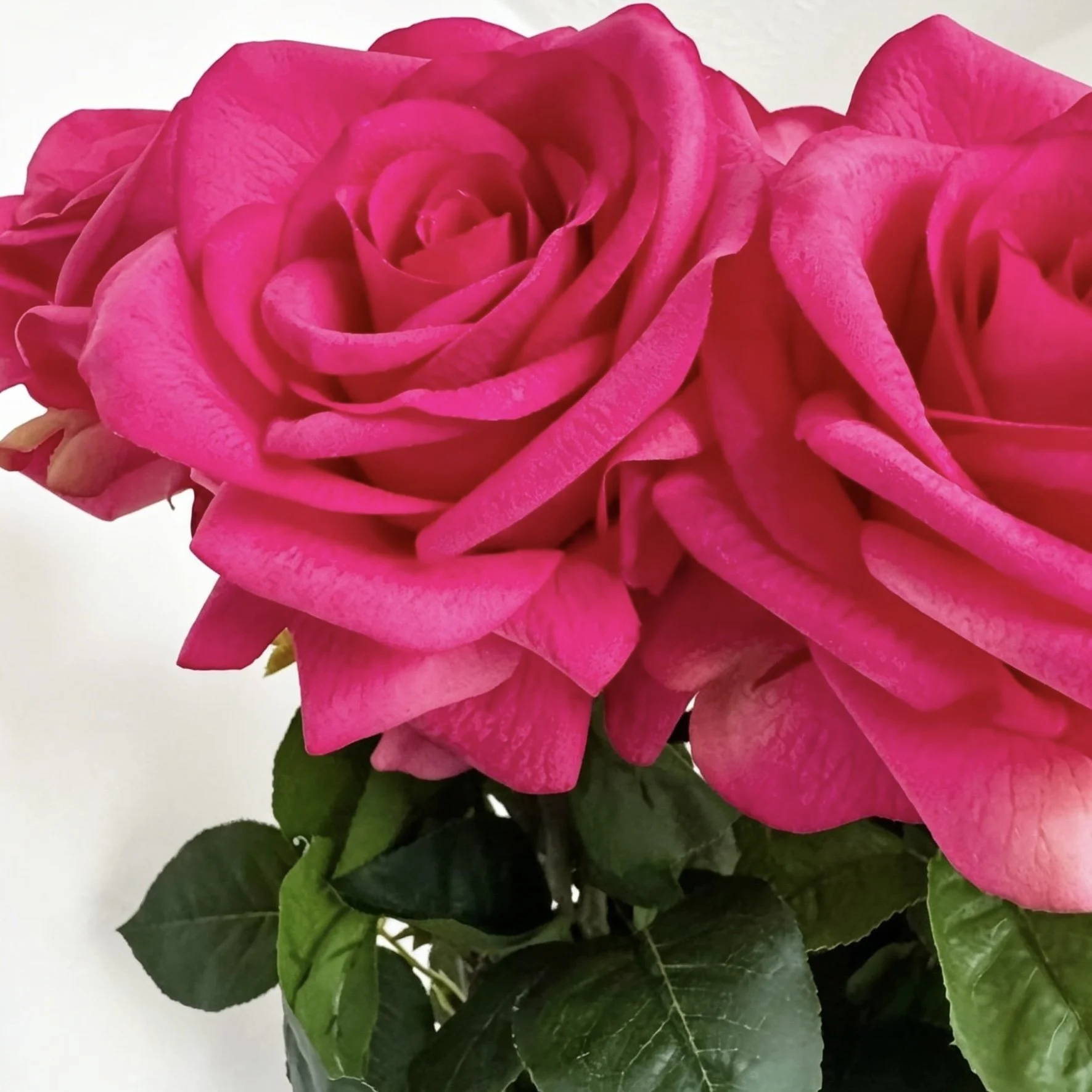 image00004.jpeg