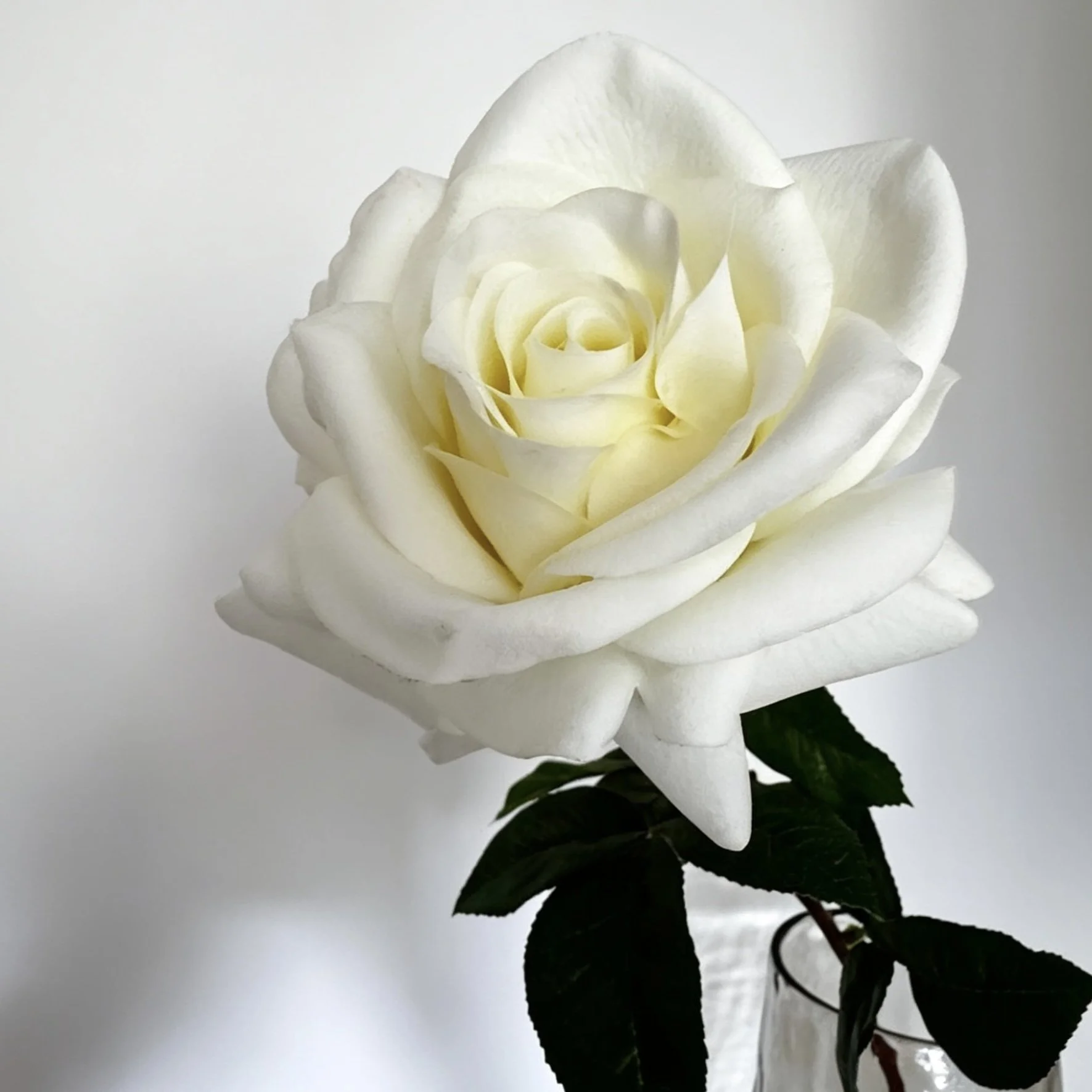 image00002.jpeg