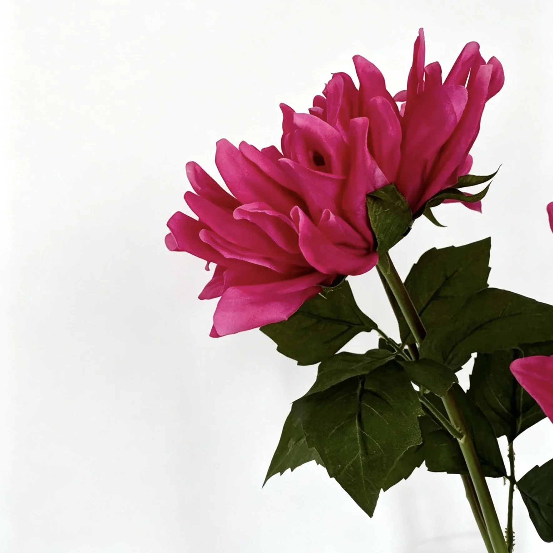 image00006.jpeg