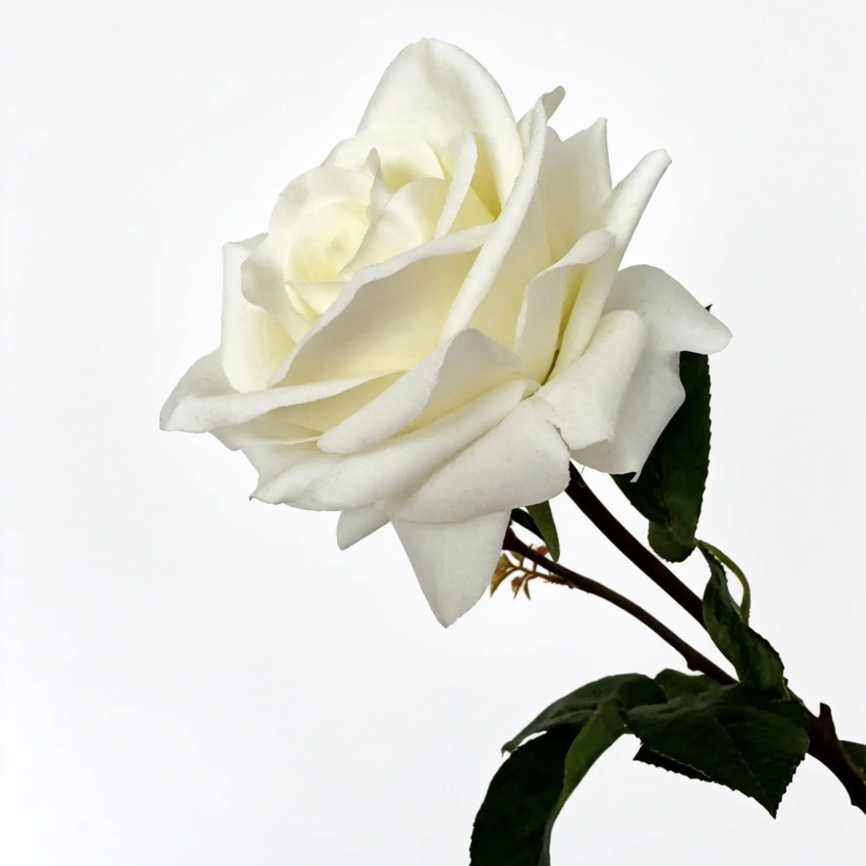 image00003.jpeg