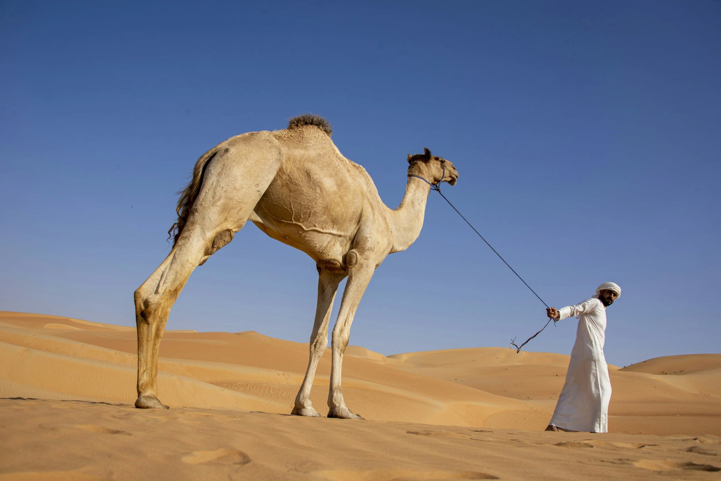 A man in traditional Middle Eastern white clothing holding a rope attached to a camel in a desert landscape with sand dunes and a clear blue sky.
