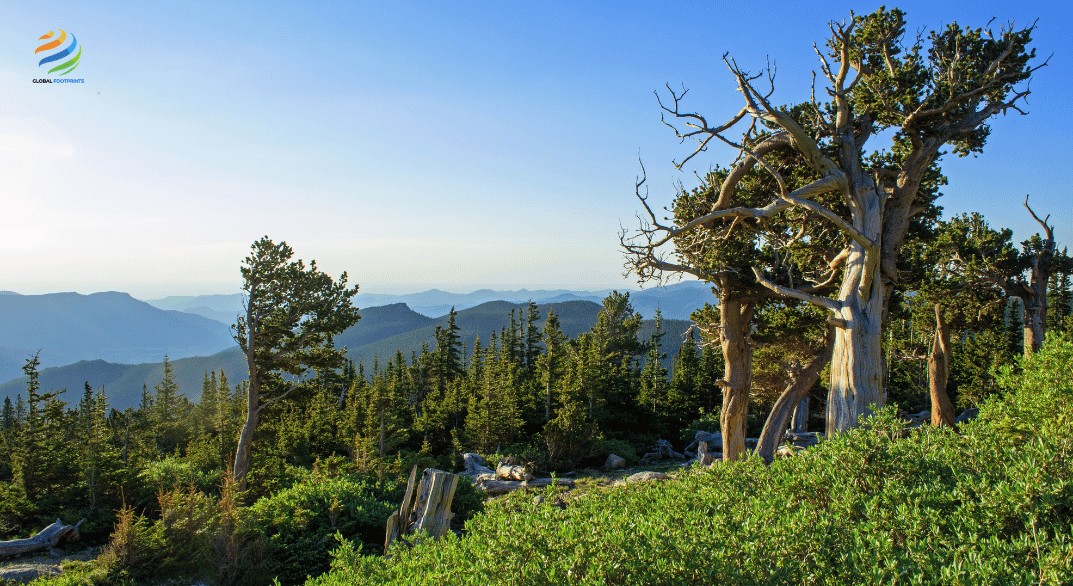 view-of-bristlecone-pines-on-mount-goliath-colorado