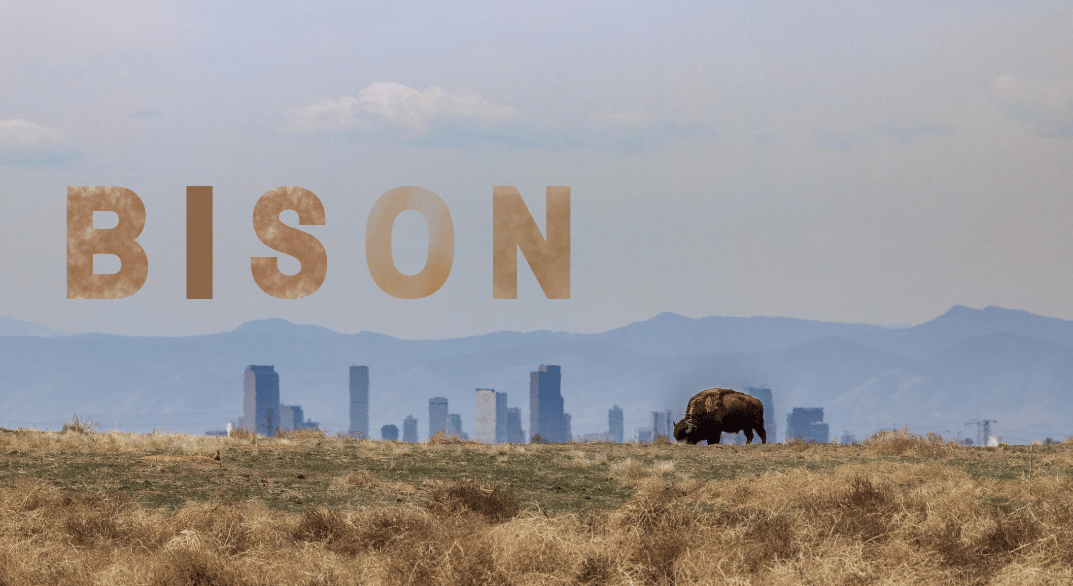 bison-eating-at-rocky-mountain-national-wildlife-refuge-looking-toward-downtown-denver