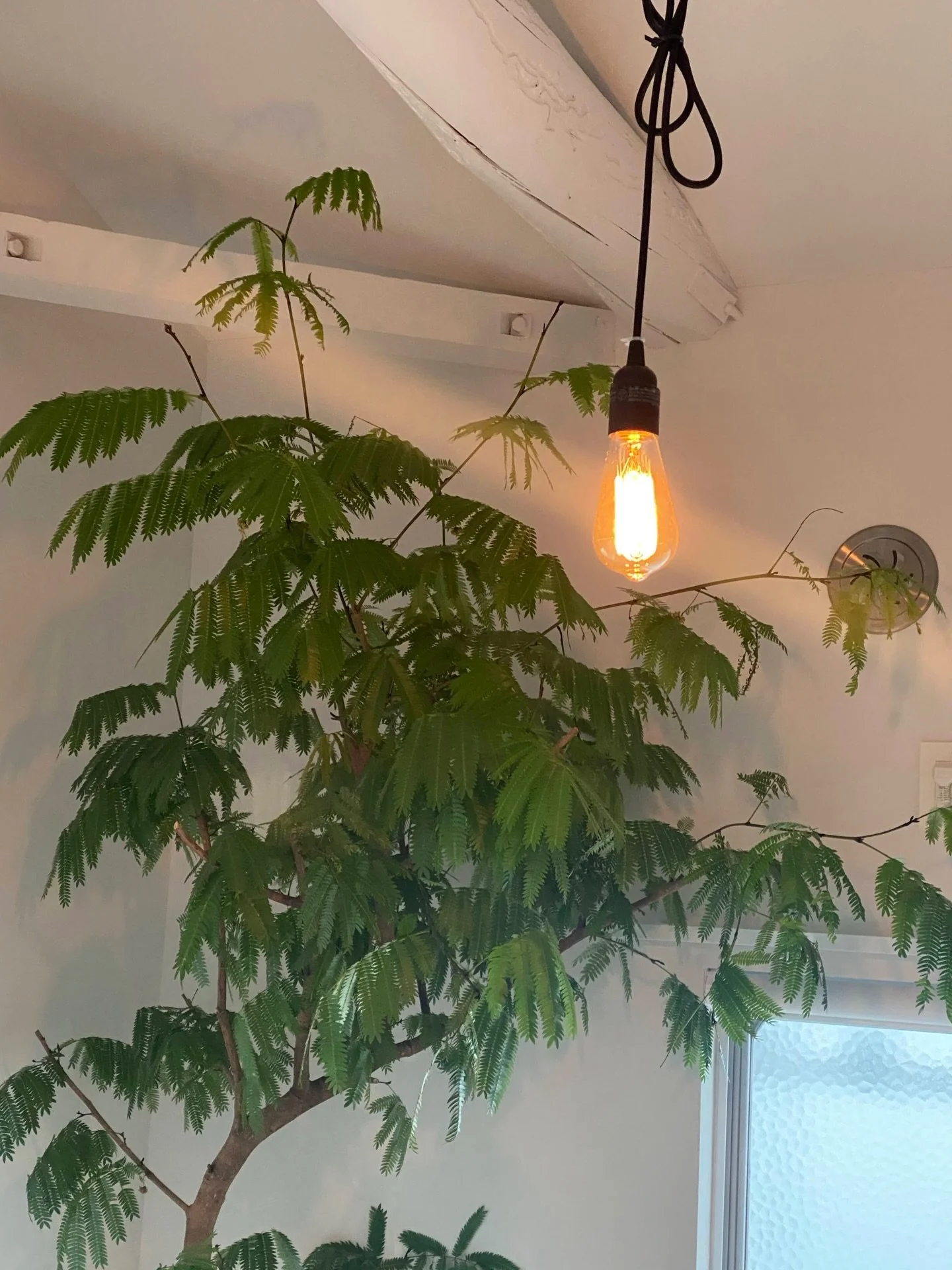 🌗悲しみと愛はハッピーセット🌗
先週、久々にわんわん泣いた！
大切な大切な木(くるくる)が枯れかけているから。

独立したときにお迎えしてから約5年、ずっと見守ってくれてる木。去年1ヶ月の旅中、お世話をお願いしていた期間に元気がなくなってしまい、そのまま。
毎日話しかけてケアして記録して、木のお医者さんにも相談してる。

世界にたったひとつの木。
でも、春になるまで、生き返るかどうかわからない。

本当に誰も何も悪くないことも
コントロールできないことを憂う必要はないことも
終わりも始まりも