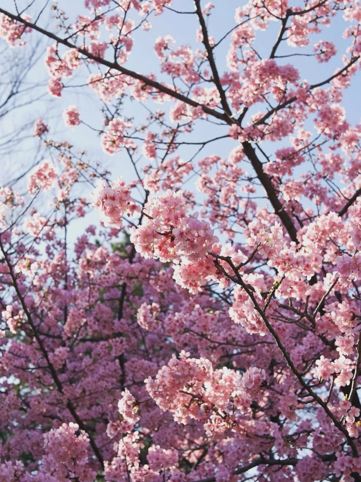 どうやったらお花は長持ちするの？

という質問に対する、
ある素敵なフラワーアーティストさん @kristengvy の回答

「お花は、長持ちしない。私たちを&rdquo;今この瞬間&rdquo;に連れ戻してくれる存在だから。」

&ldquo;Flowers are not supposed to last. Their job is to help us stay in the present.&rdquo;

儚いものって美しいよね。
つまりこの世のすべて🌸