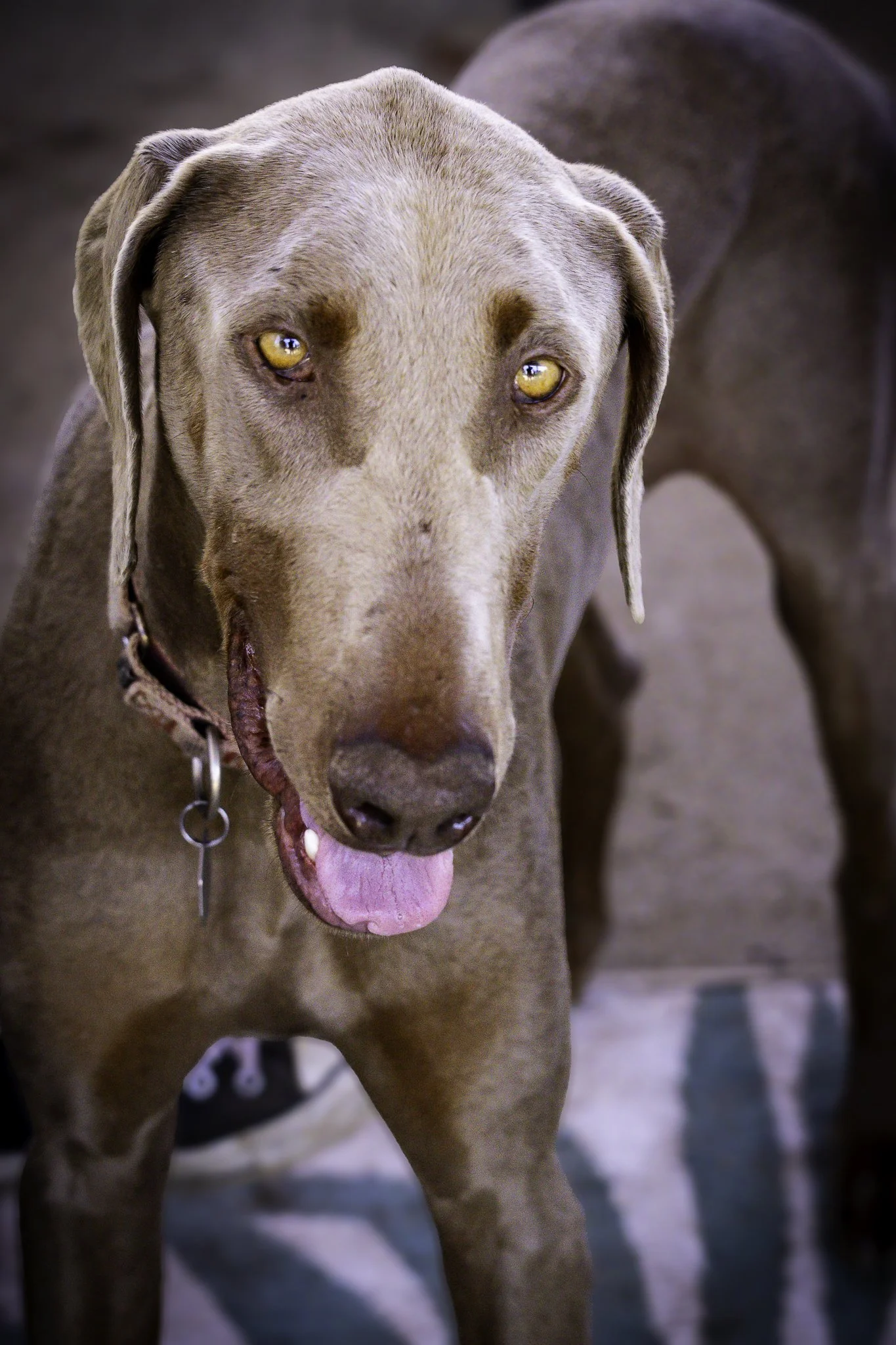 chloe-16.jpg