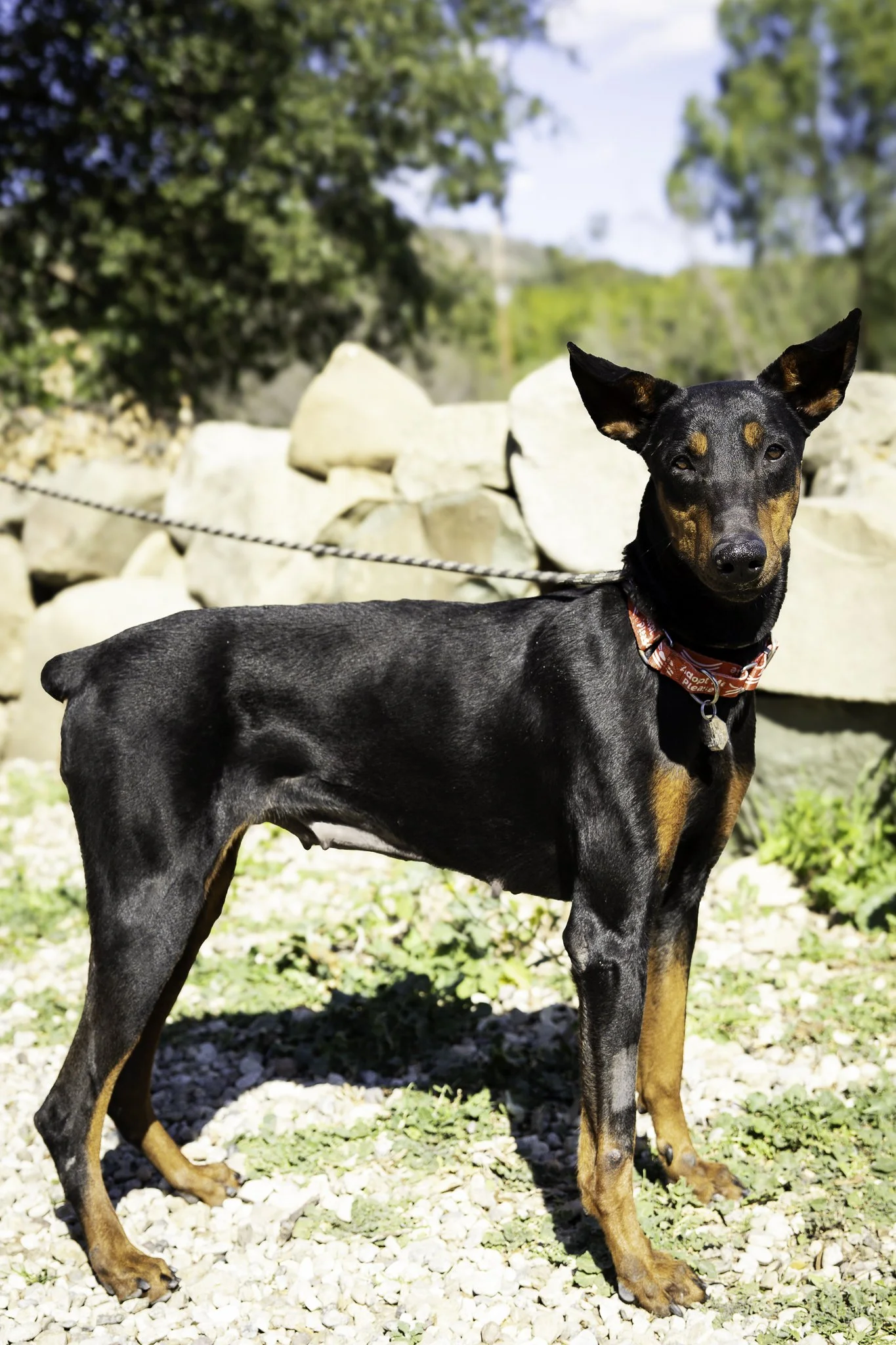 molly-6.jpg
