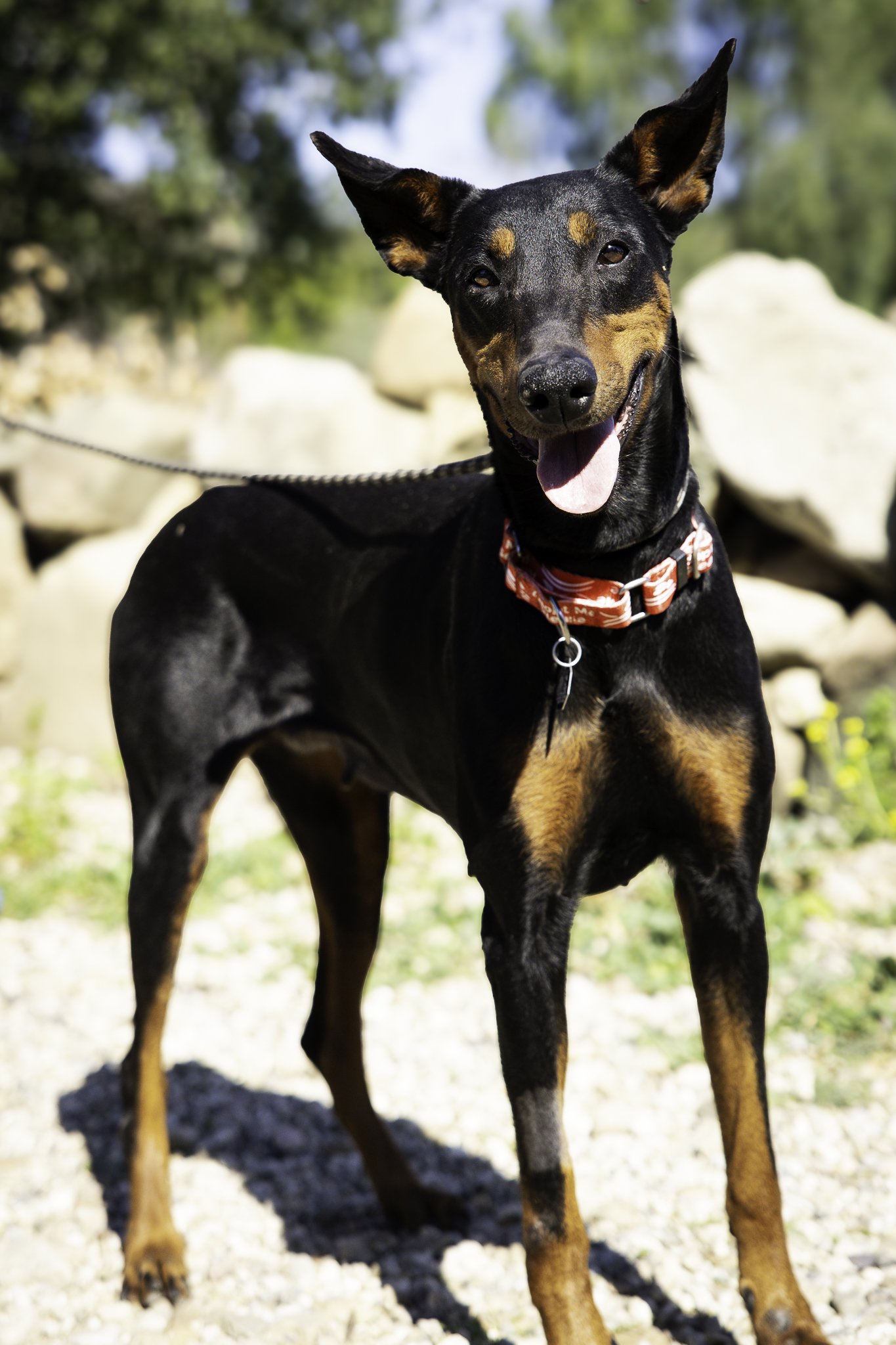 molly-2.jpg