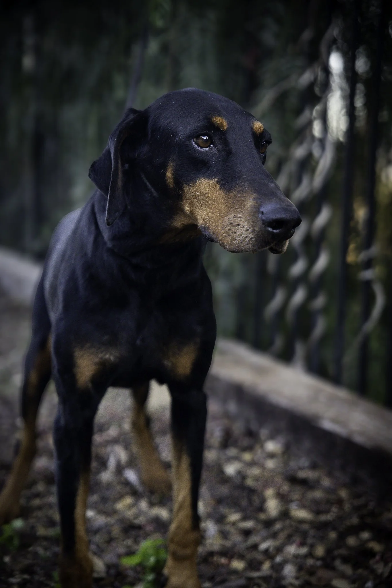 douglas-8.jpg
