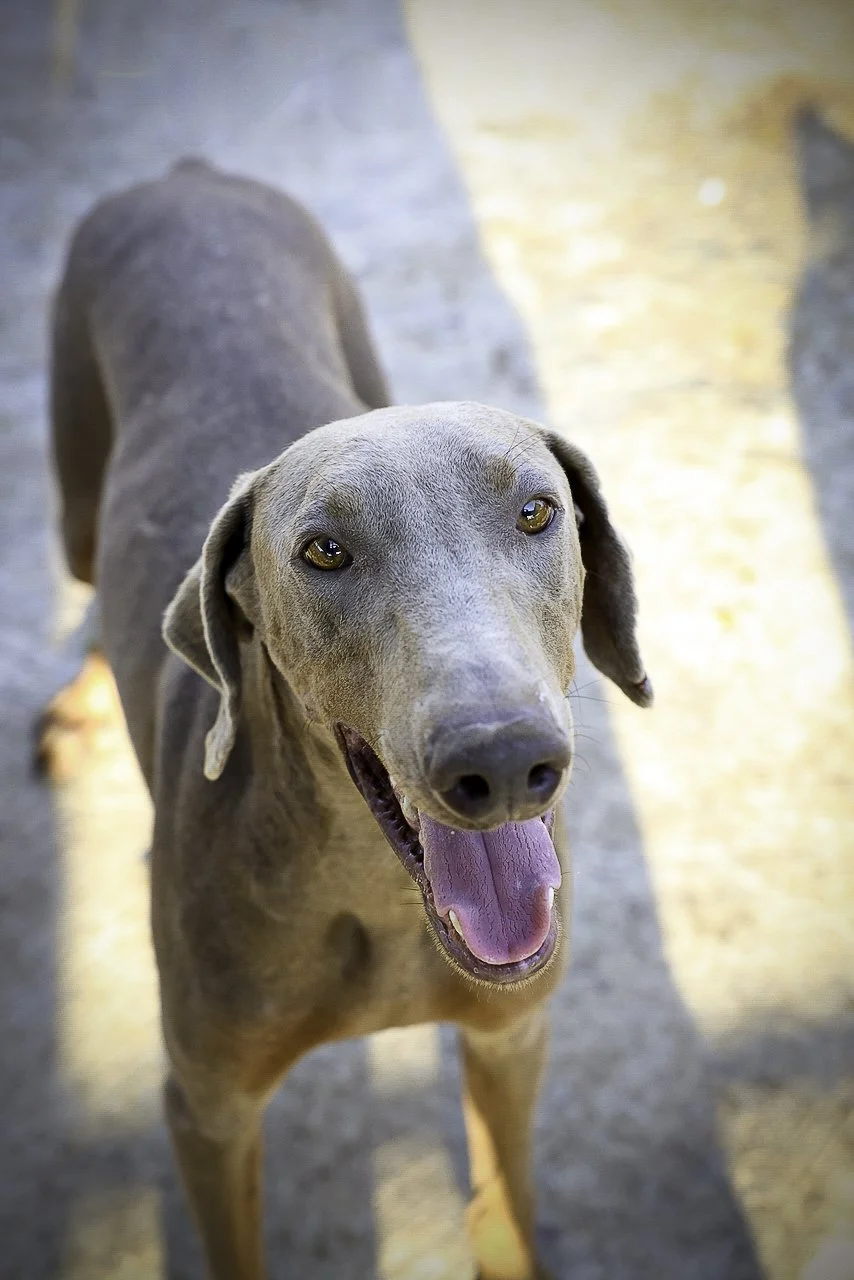 mcgruff-3.jpg