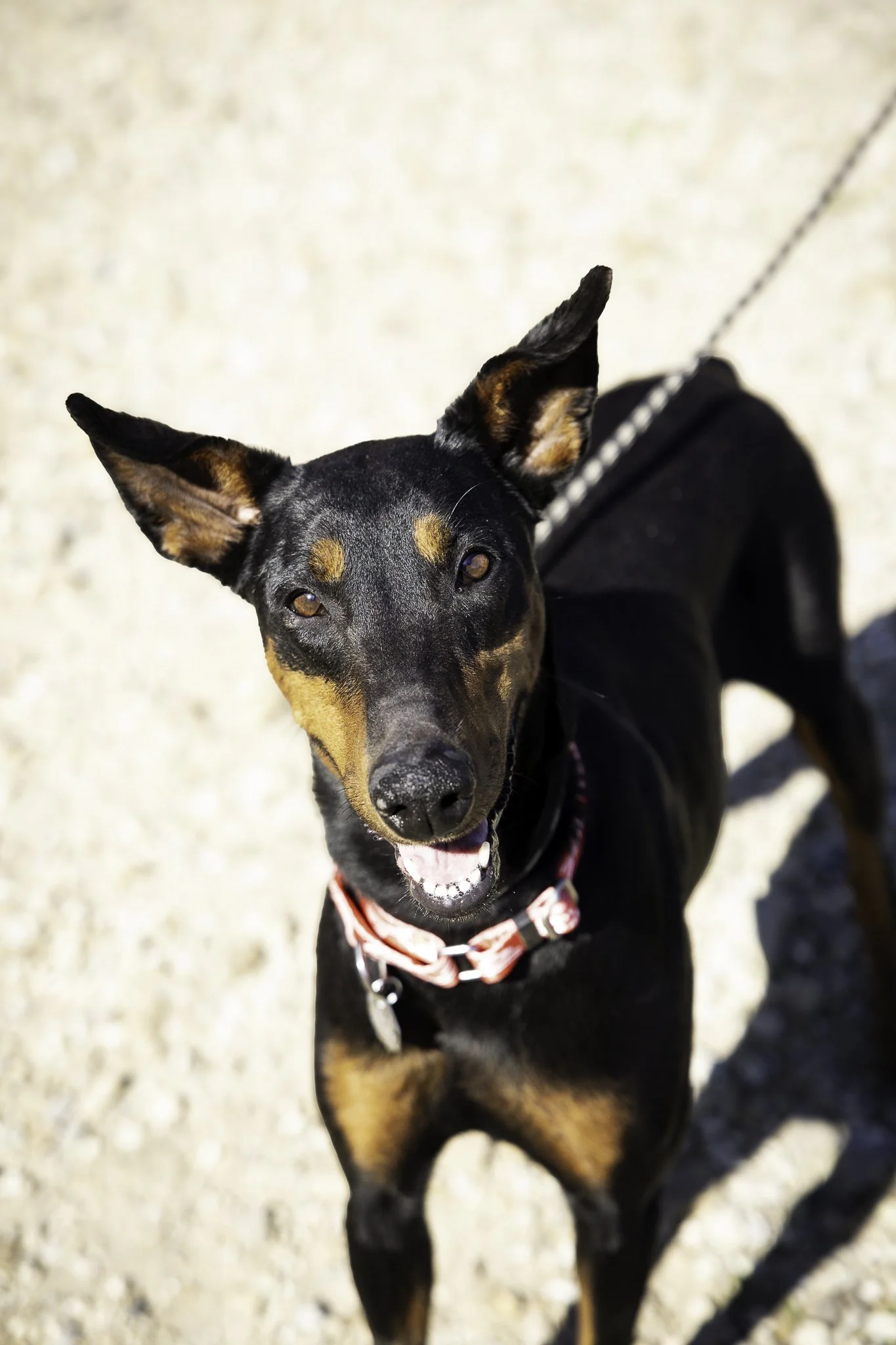 molly-3.jpg
