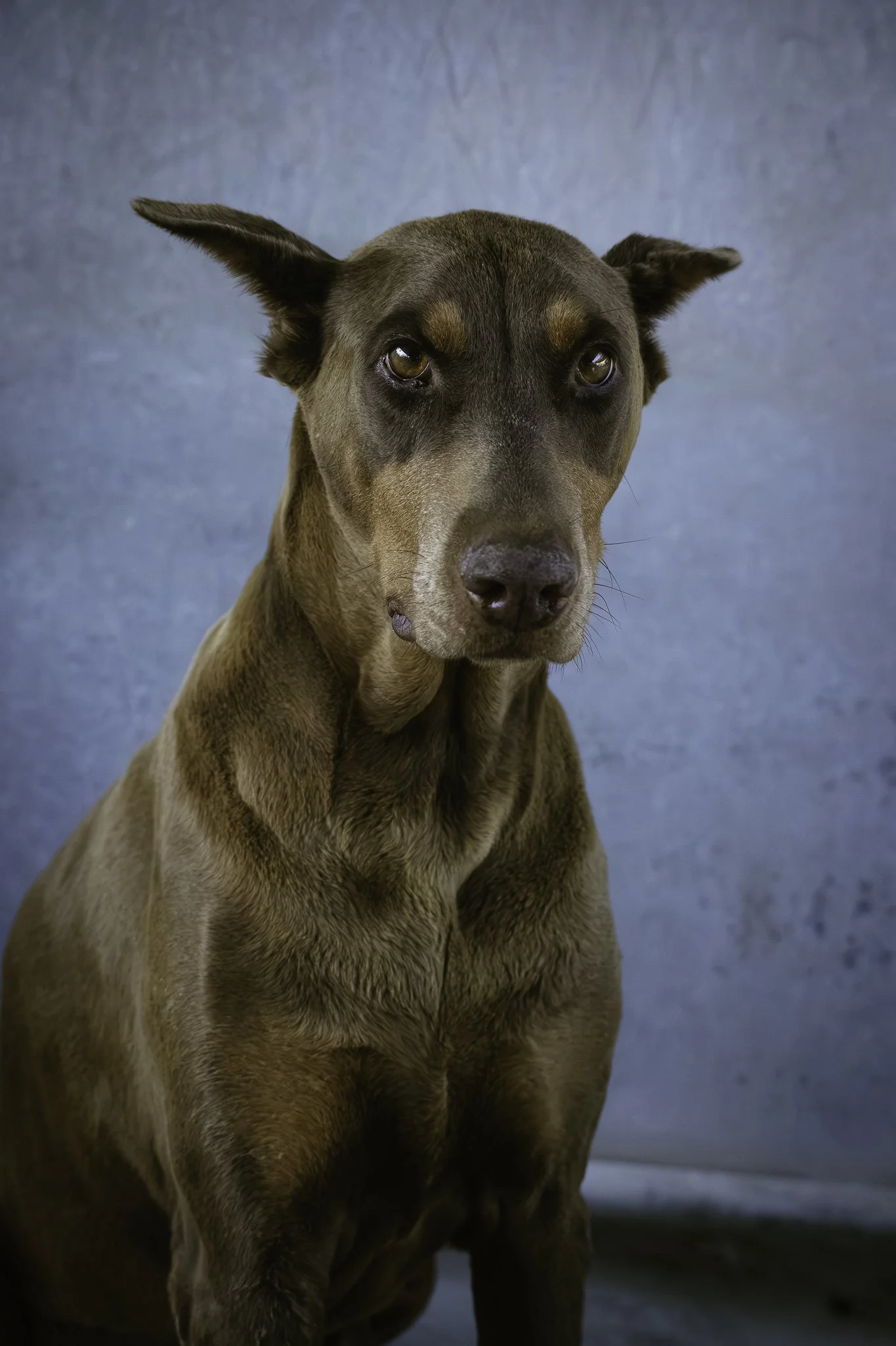 newdogs-4.jpg