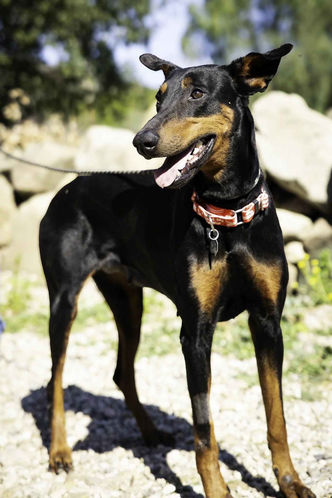 molly-1.jpg