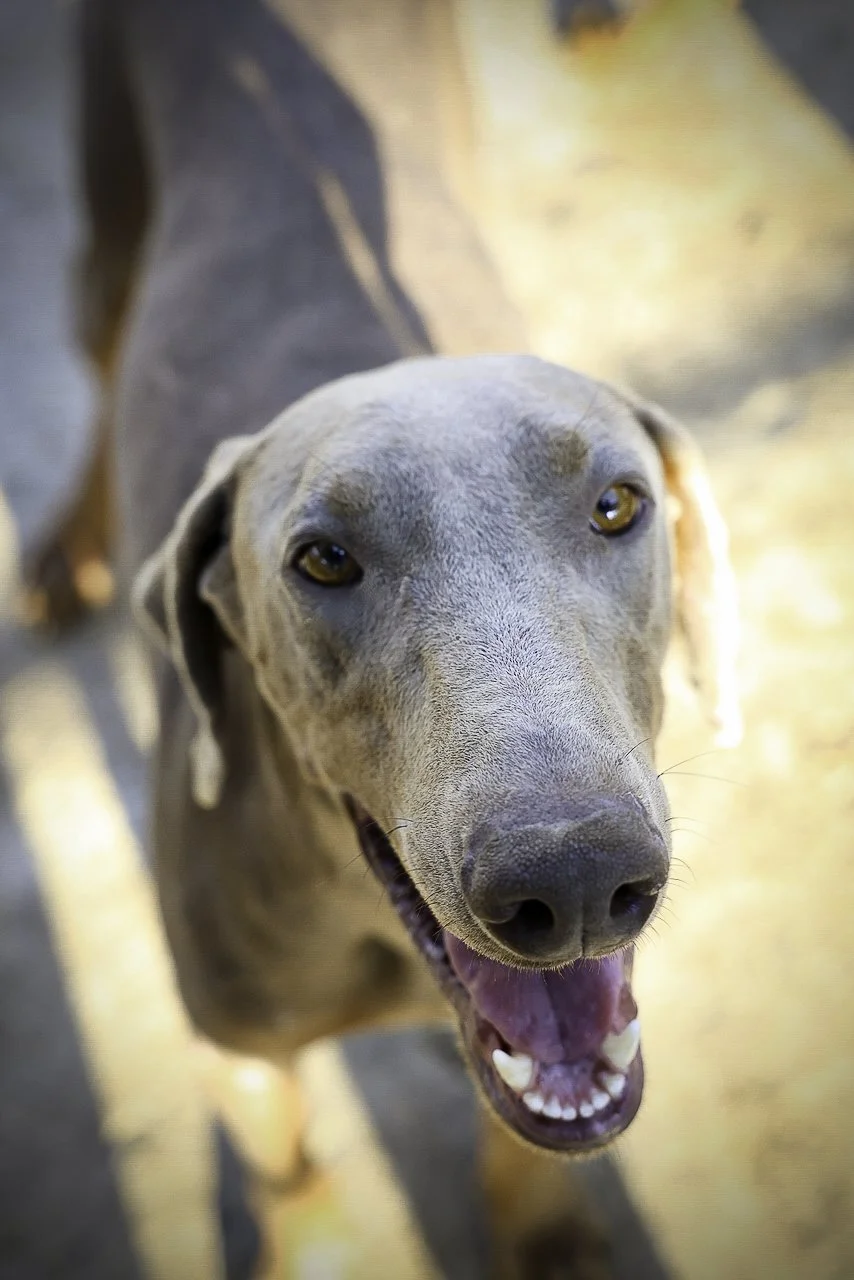 mcgruff-2.jpg