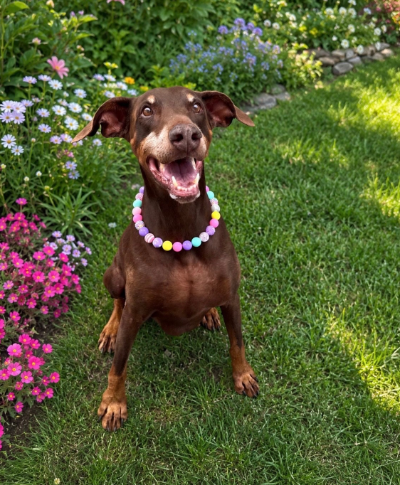 darla2004.png