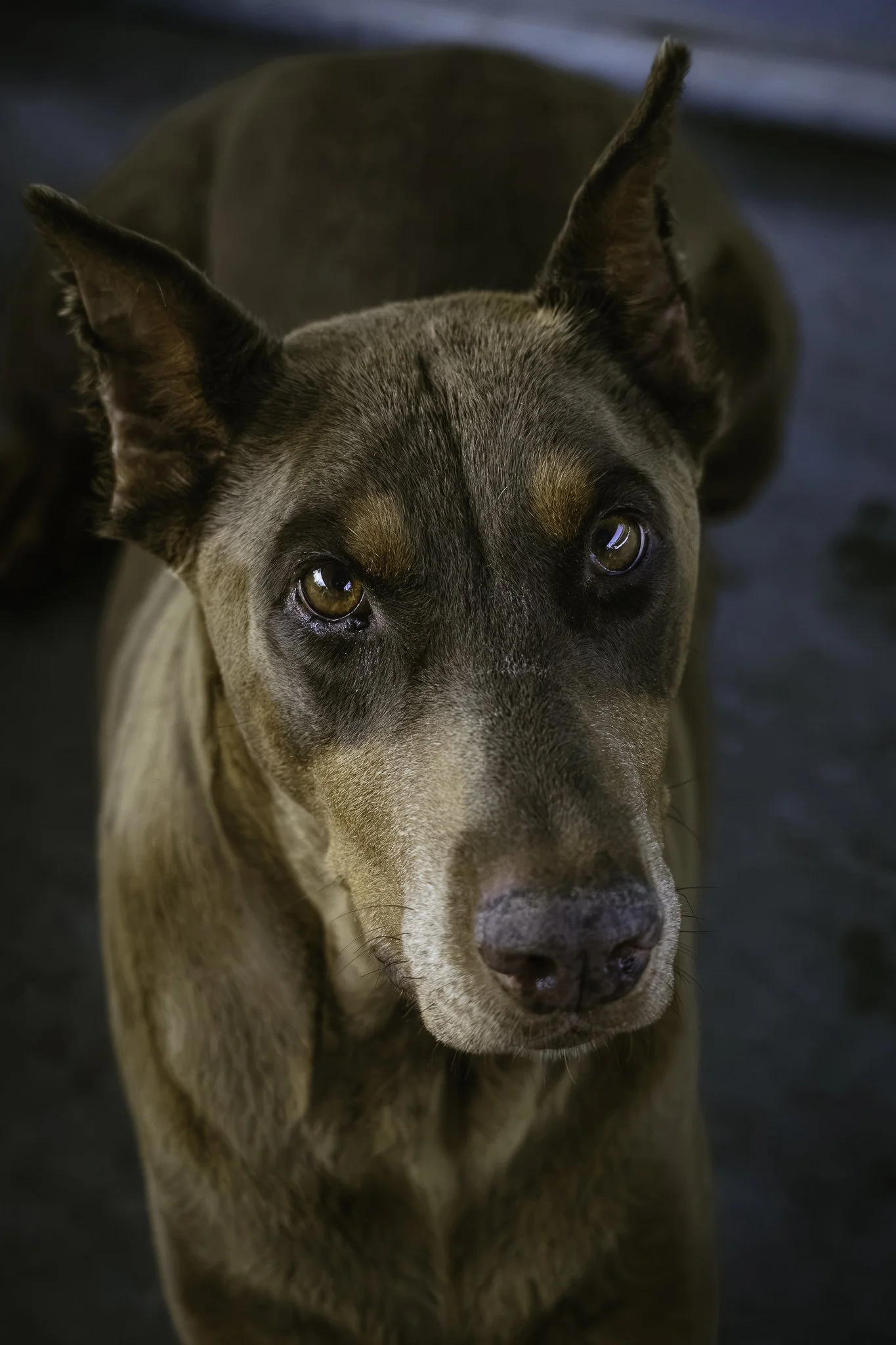 newdogs-6.jpg