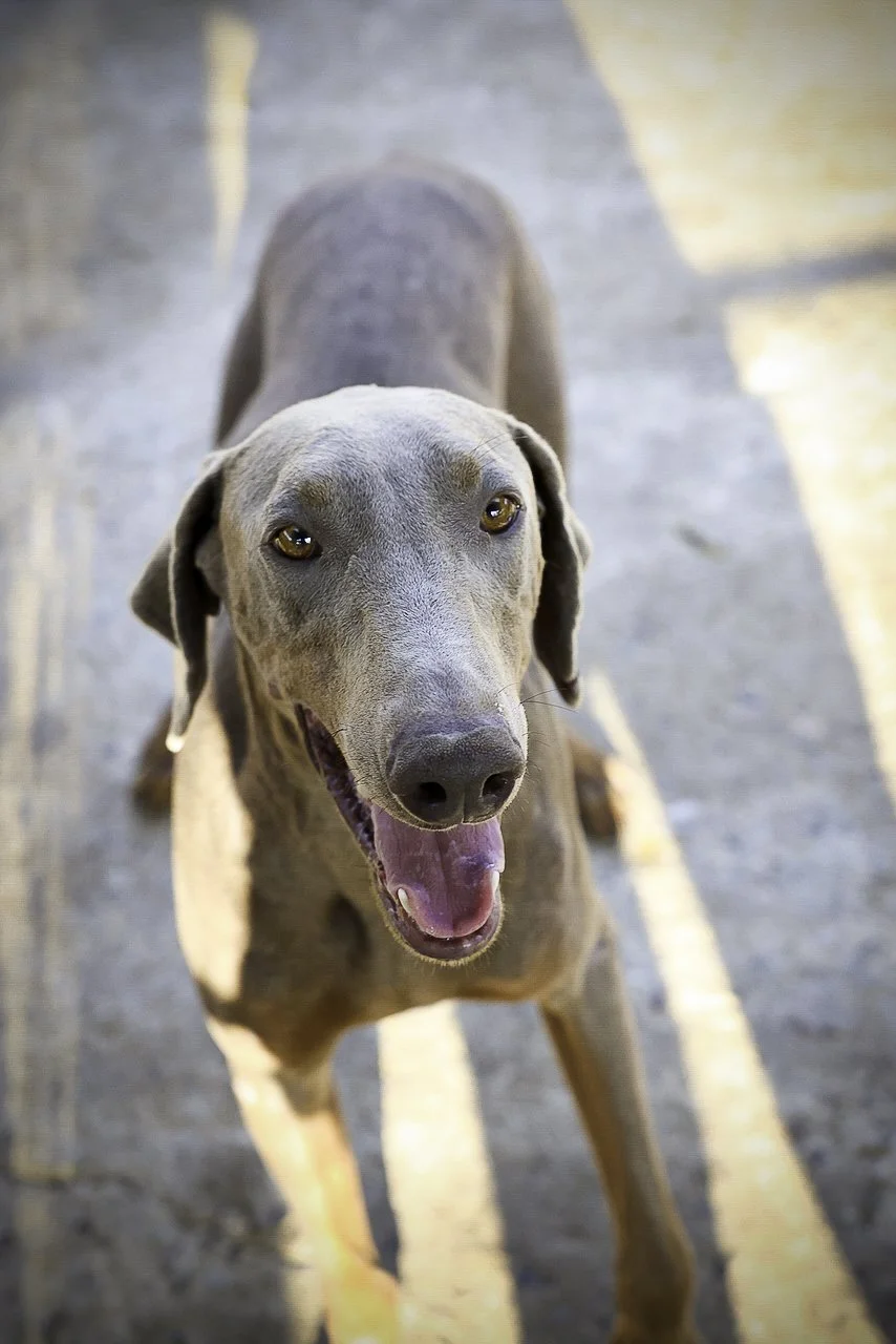 mcgruff-4.jpg
