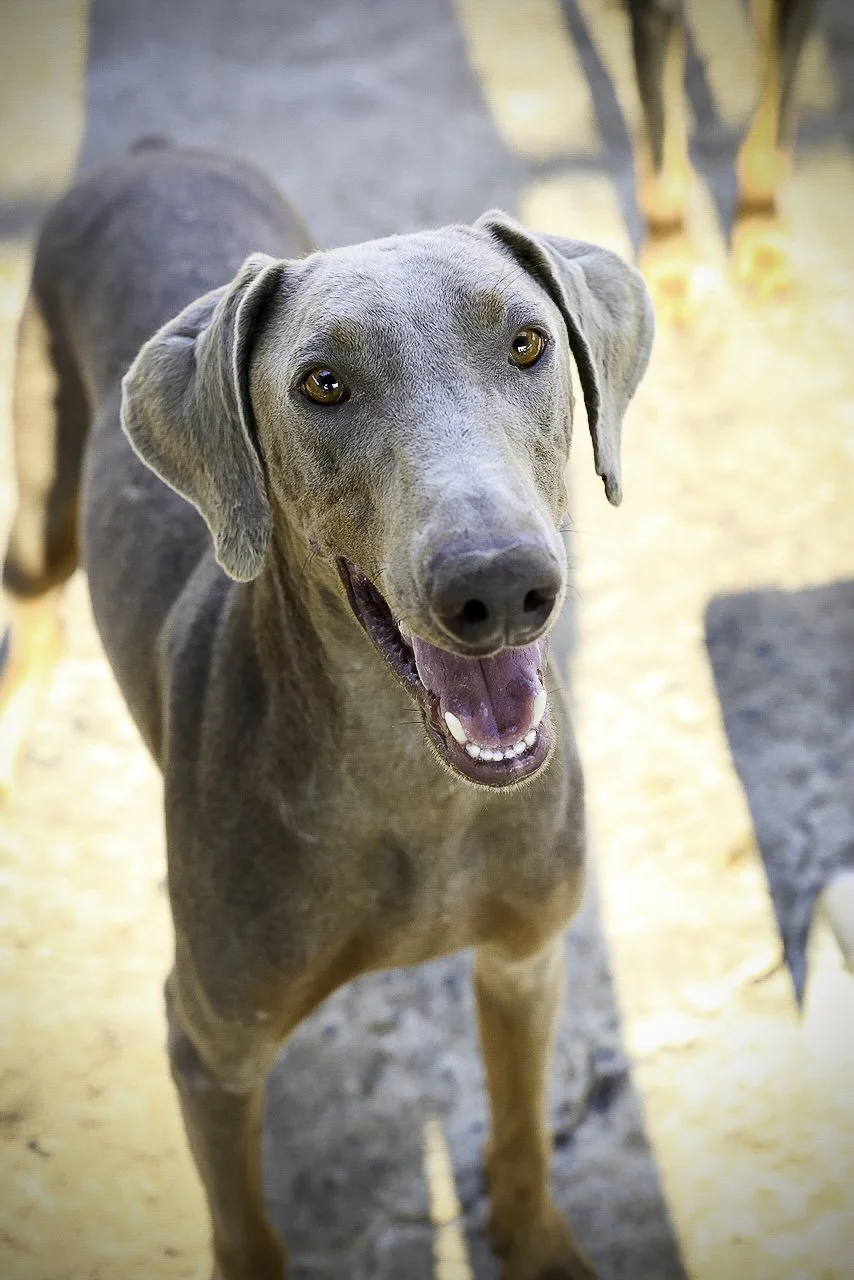 mcgruff-5.jpg