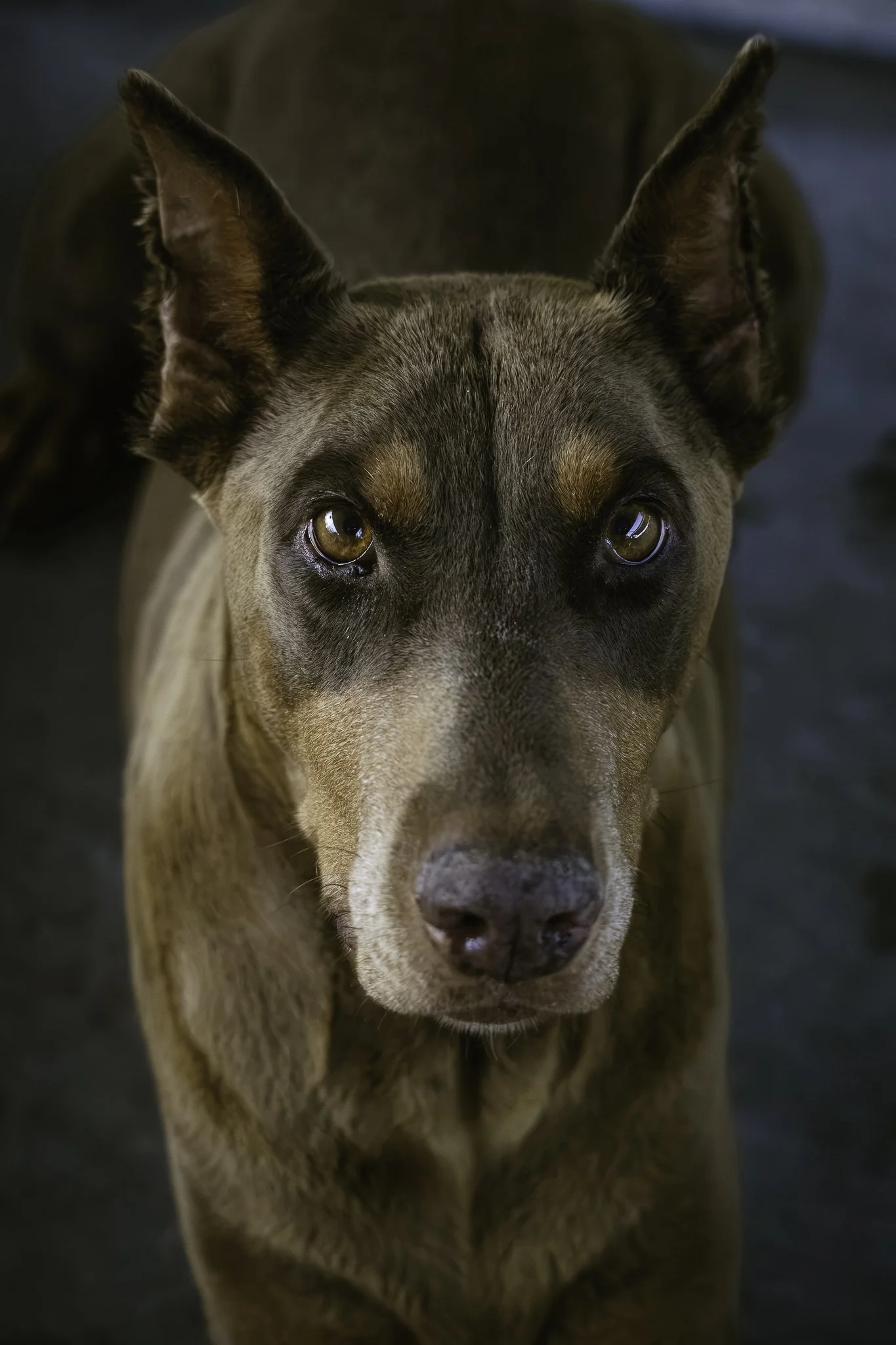 newdogs-8.jpg