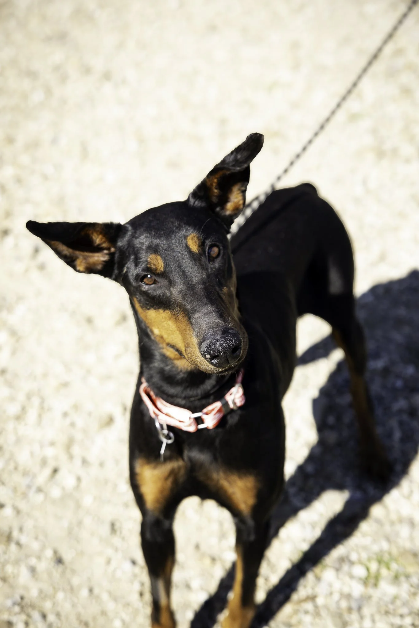 molly-4.jpg