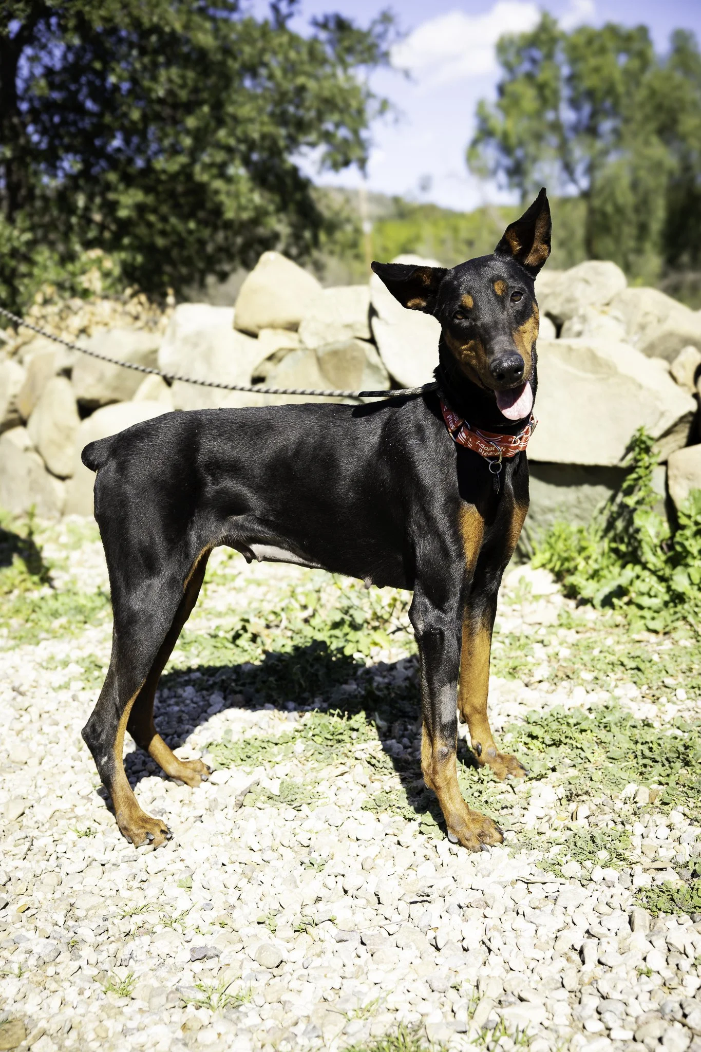 molly-5.jpg