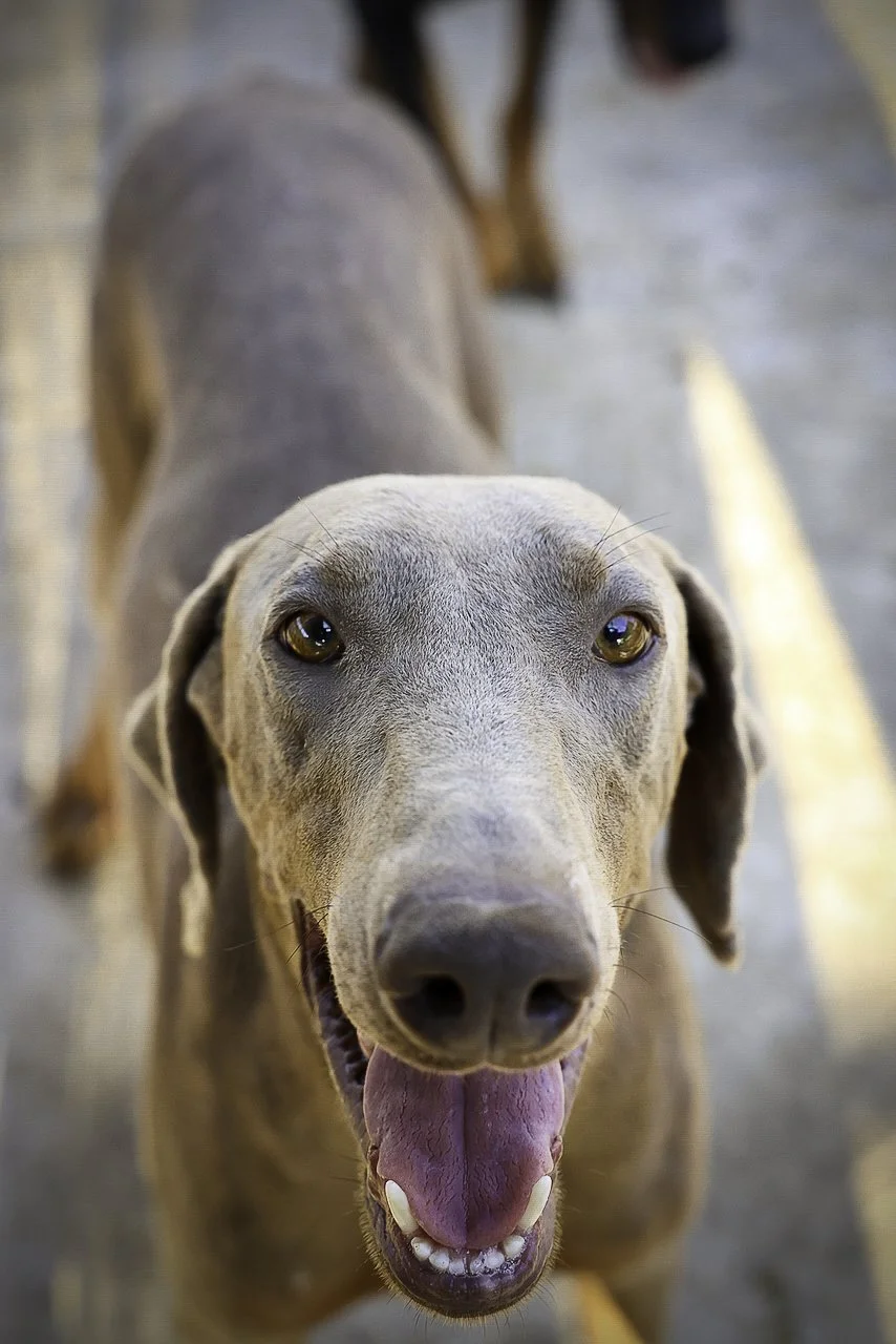 mcgruff-1.jpg