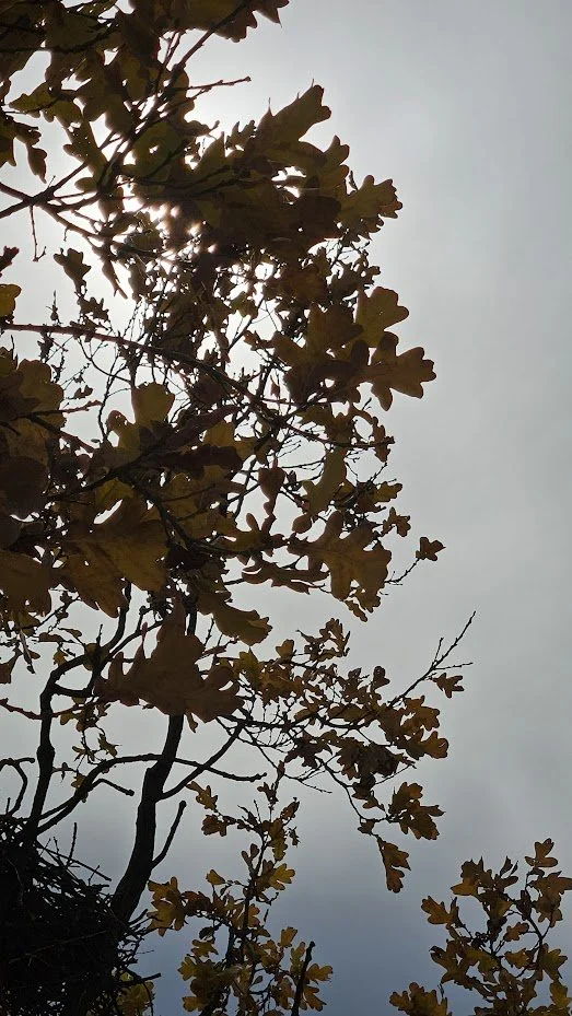 20241123__trees 3_IP