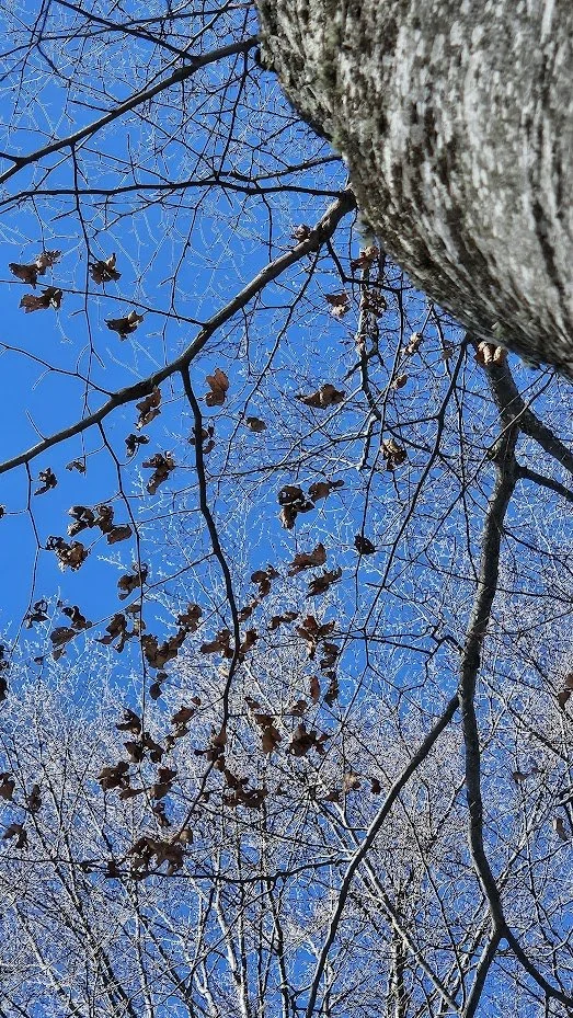 20250308__trees 5_IP